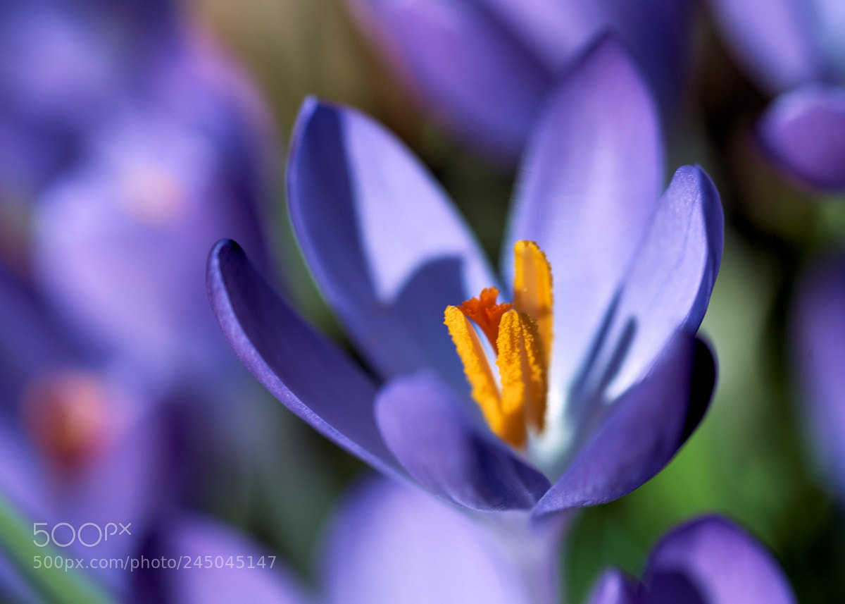 Sony SLT-A99V sample photo. Crocus by water of photography