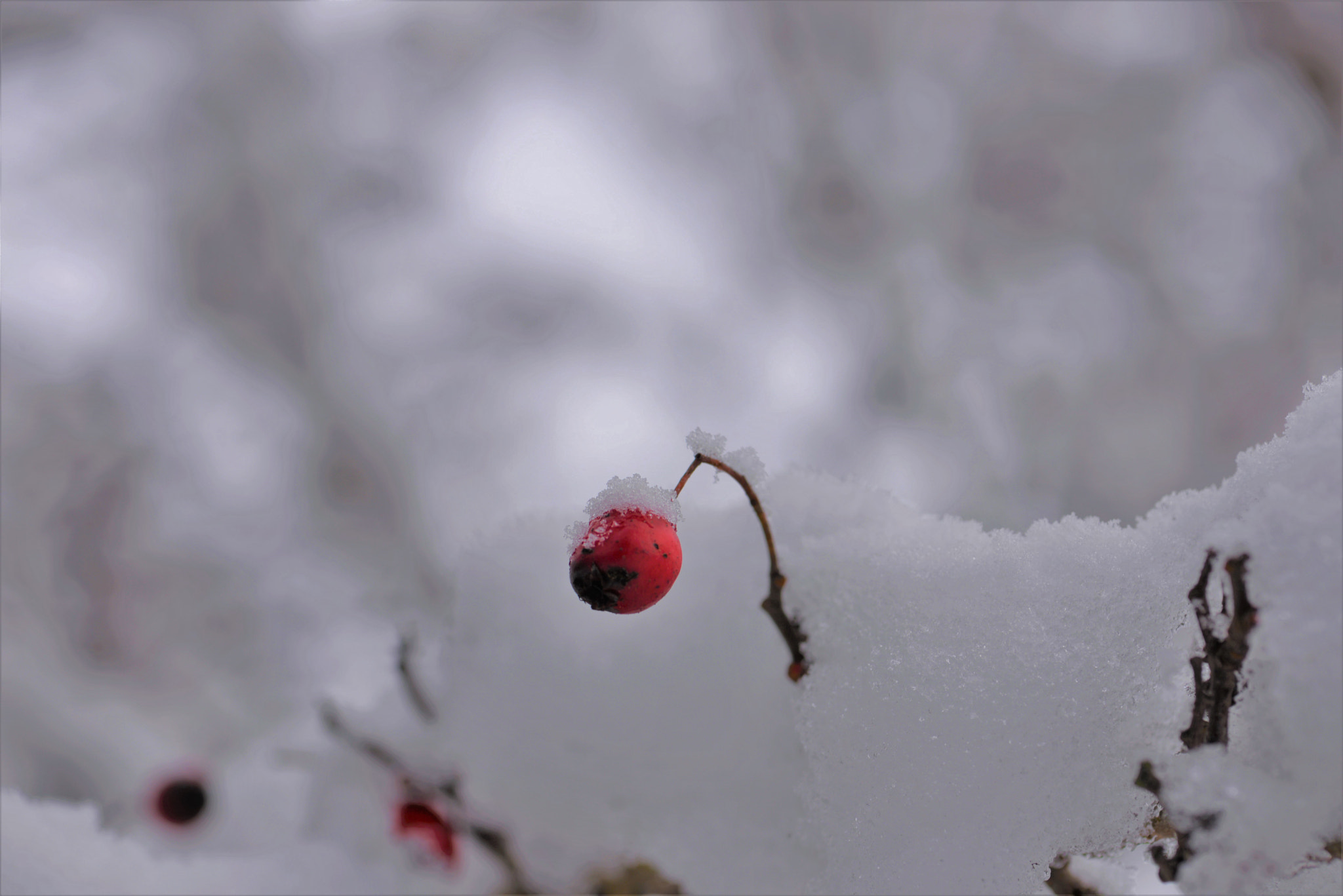 Nikon AF-S Micro-Nikkor 105mm F2.8G IF-ED VR sample photo. Winter pictures photography