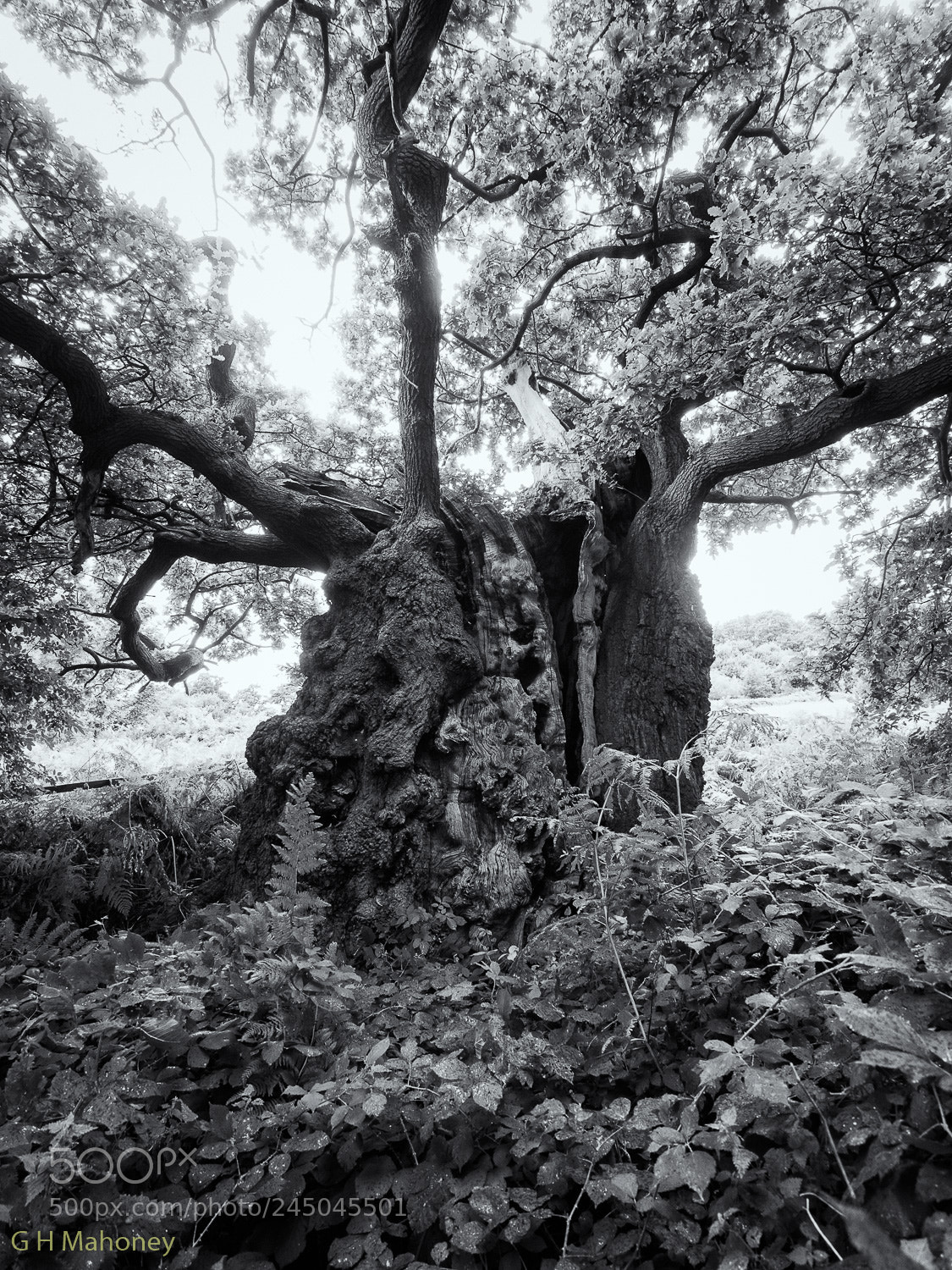 Olympus OM-D E-M10 II sample photo. Old man of calke photography