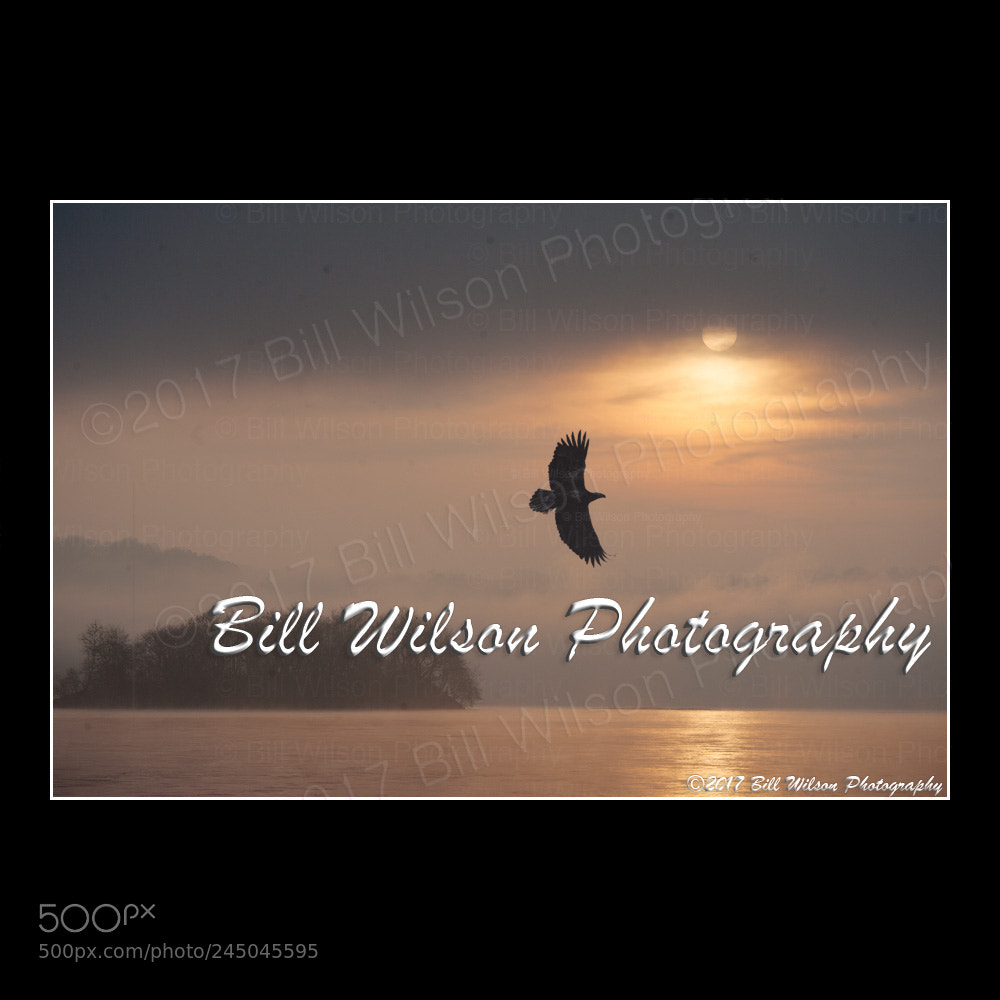 Nikon D3 sample photo. Where bald eagles fly photography