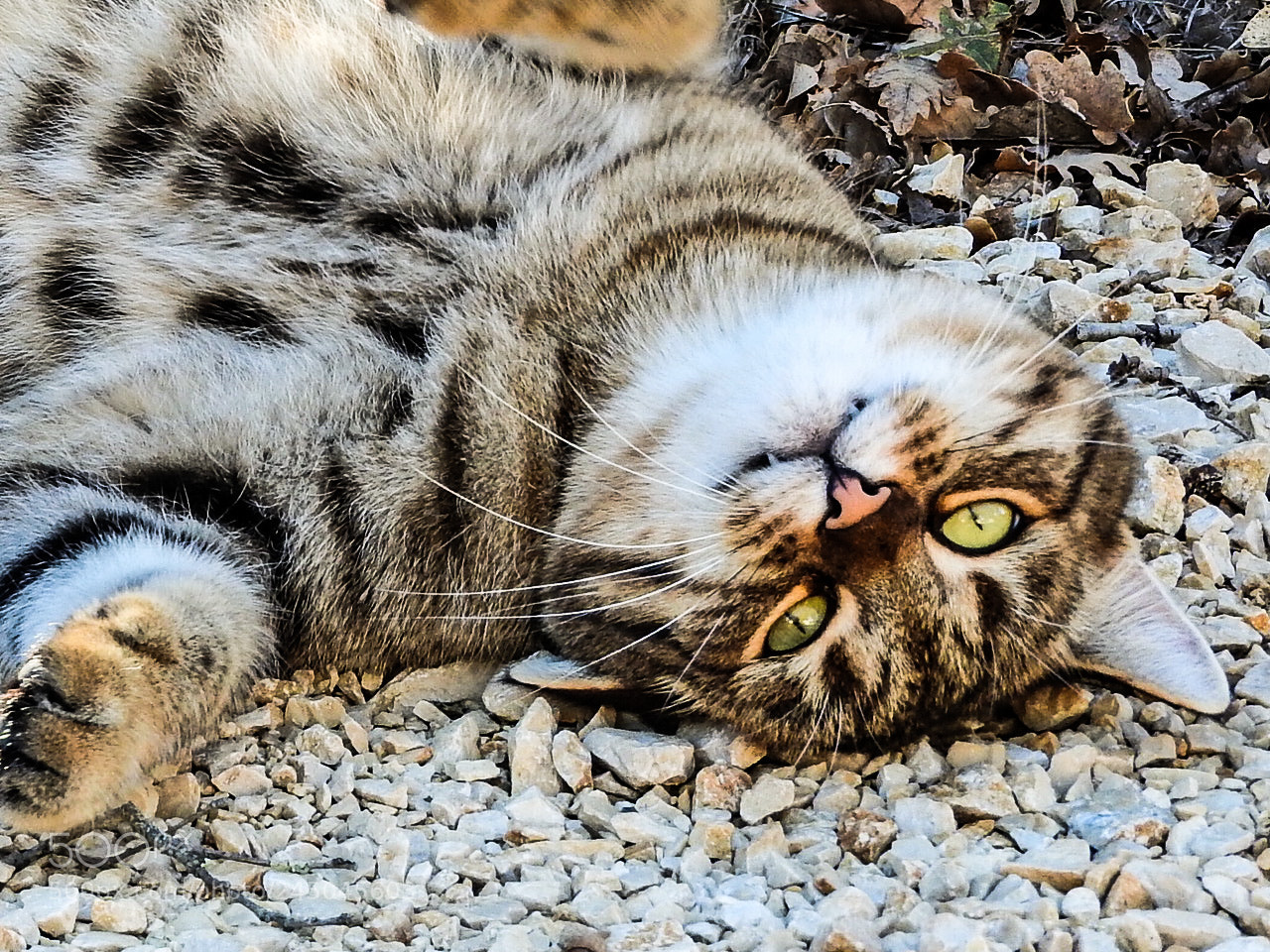 Nikon Coolpix P610 sample photo. Cat#e photography