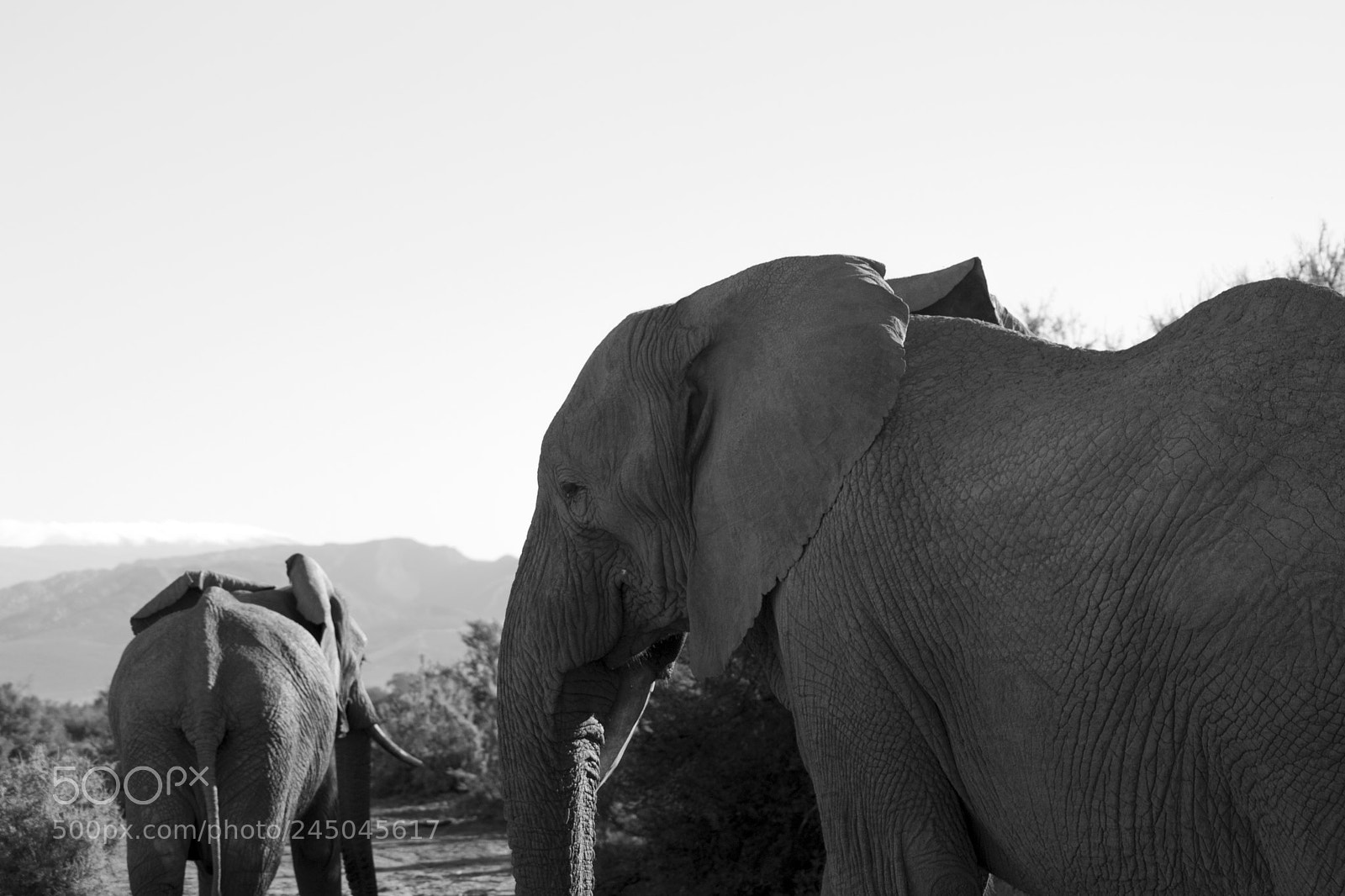 Nikon D3100 sample photo. Elephants - b&w photography