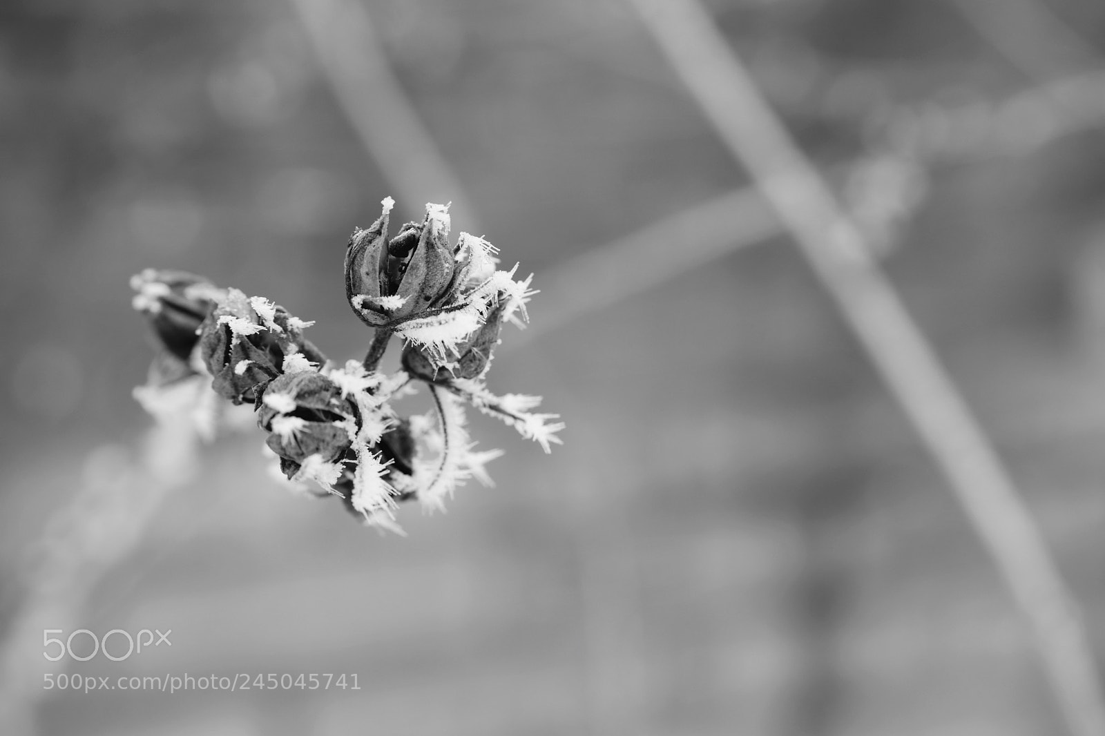 Fujifilm X-T2 sample photo. Untitled photography