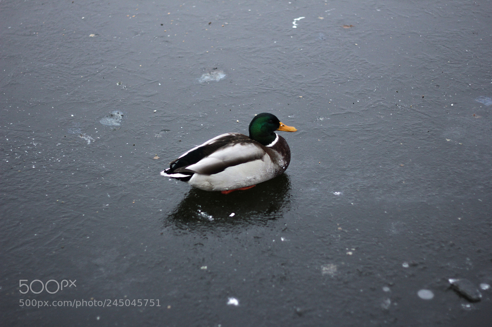 Canon EOS 60D sample photo. D u c k photography