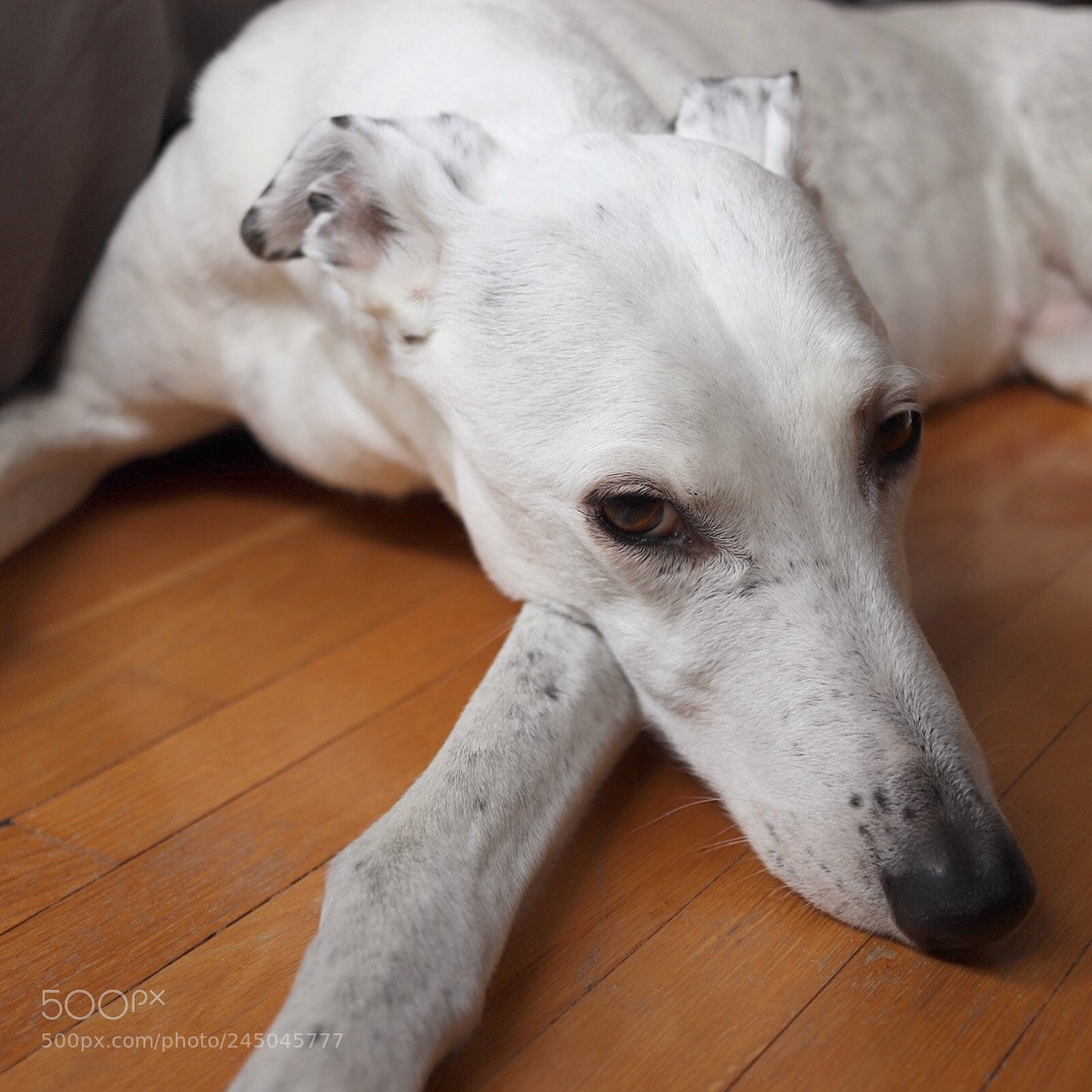 Canon EOS 200D (EOS Rebel SL2 / EOS Kiss X9) sample photo. Tired greyhound photography