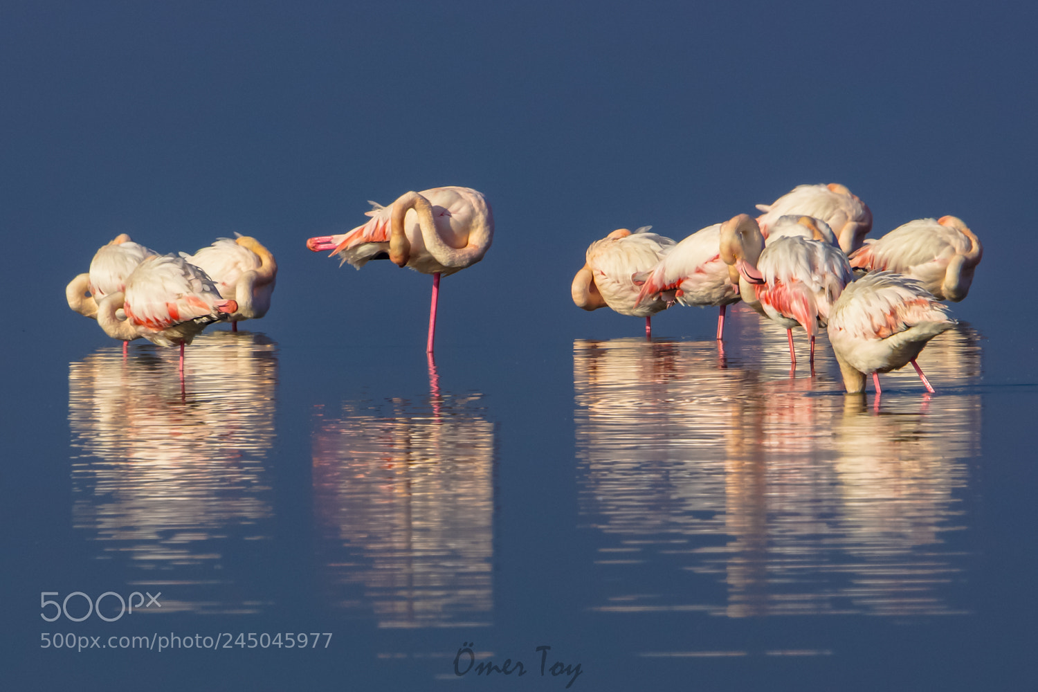 Sony SLT-A77 sample photo. Sleeping flamingos photography