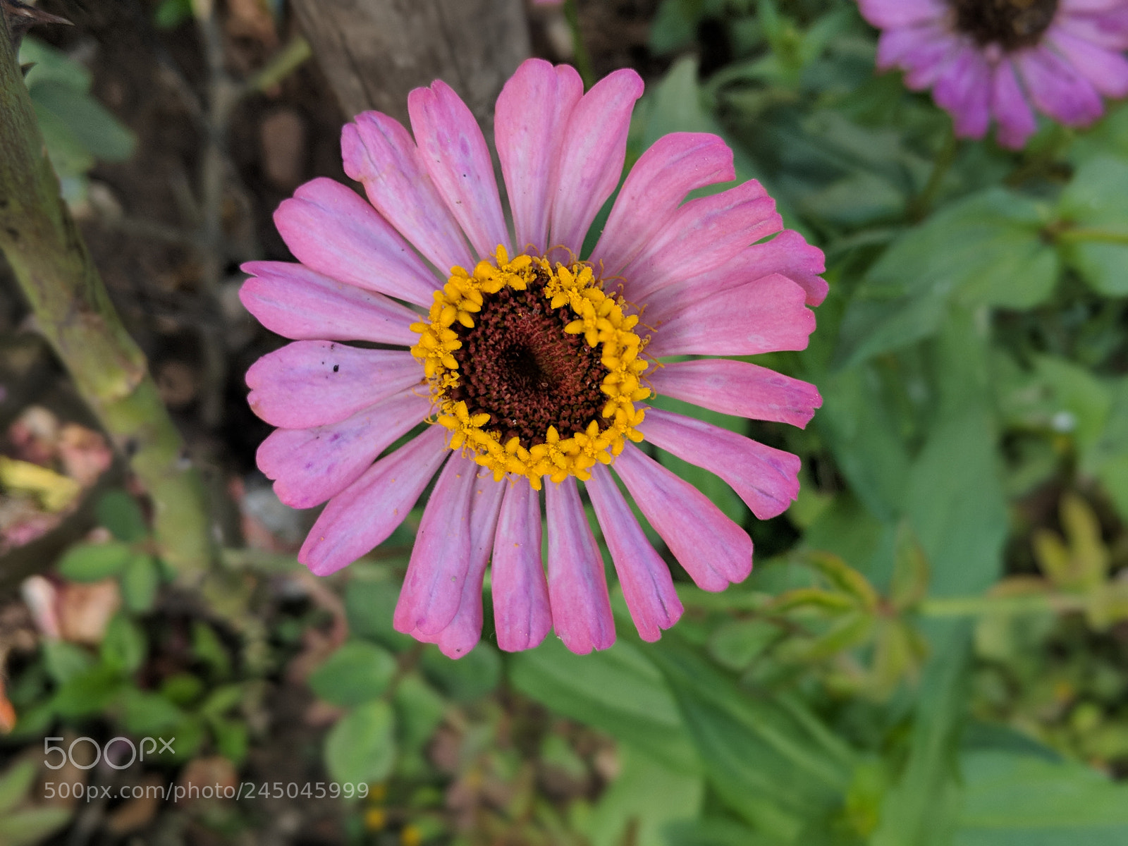 Google Pixel 2 sample photo. Untitled photography