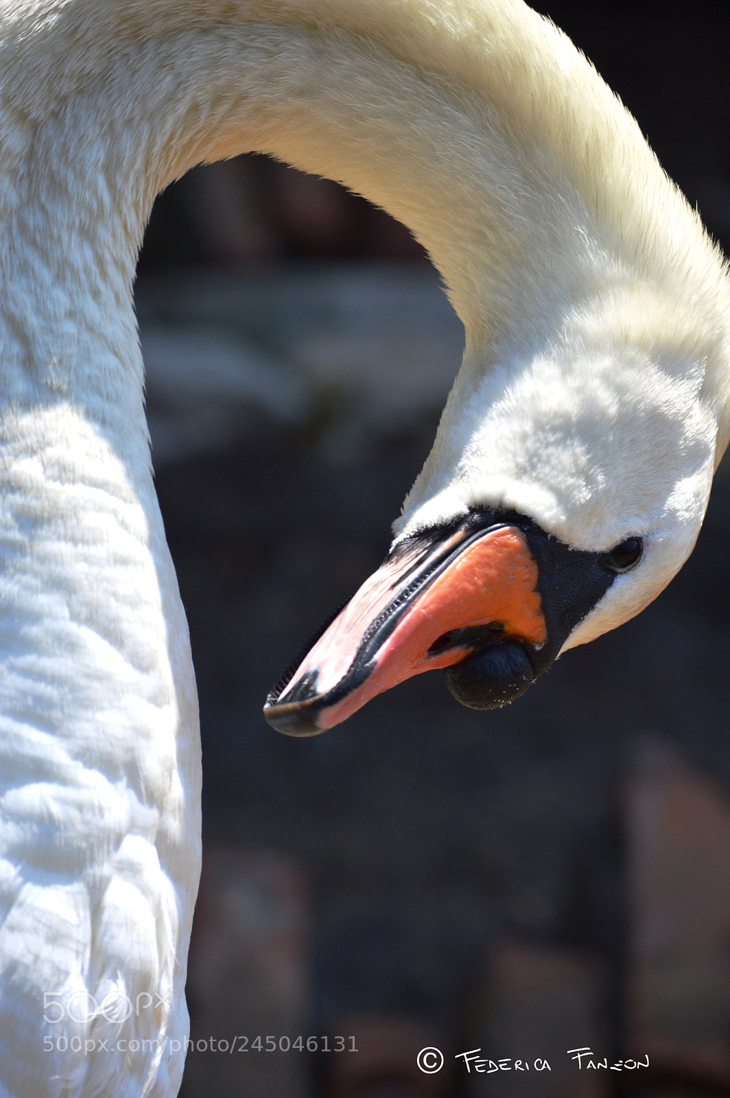 Nikon D3200 sample photo. King photography
