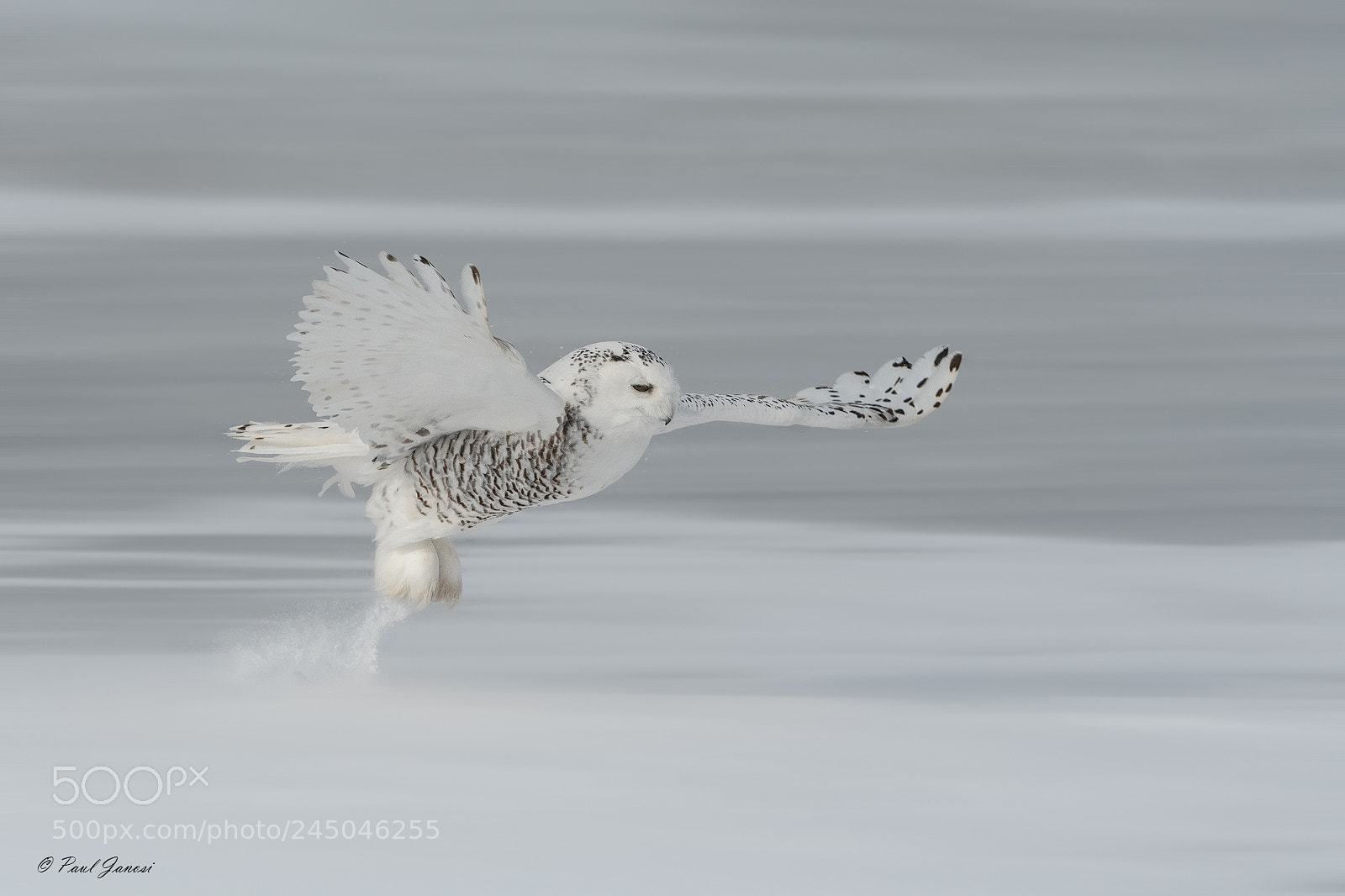 Nikon D500 sample photo. Snowy owl photography