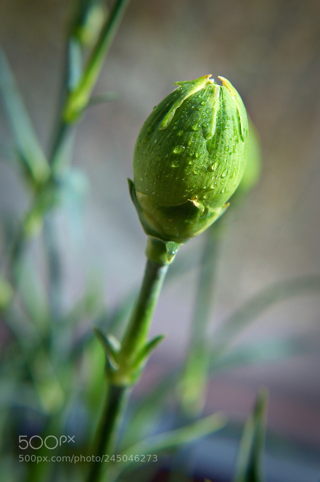 Nikon D3200 sample photo. Bud photography
