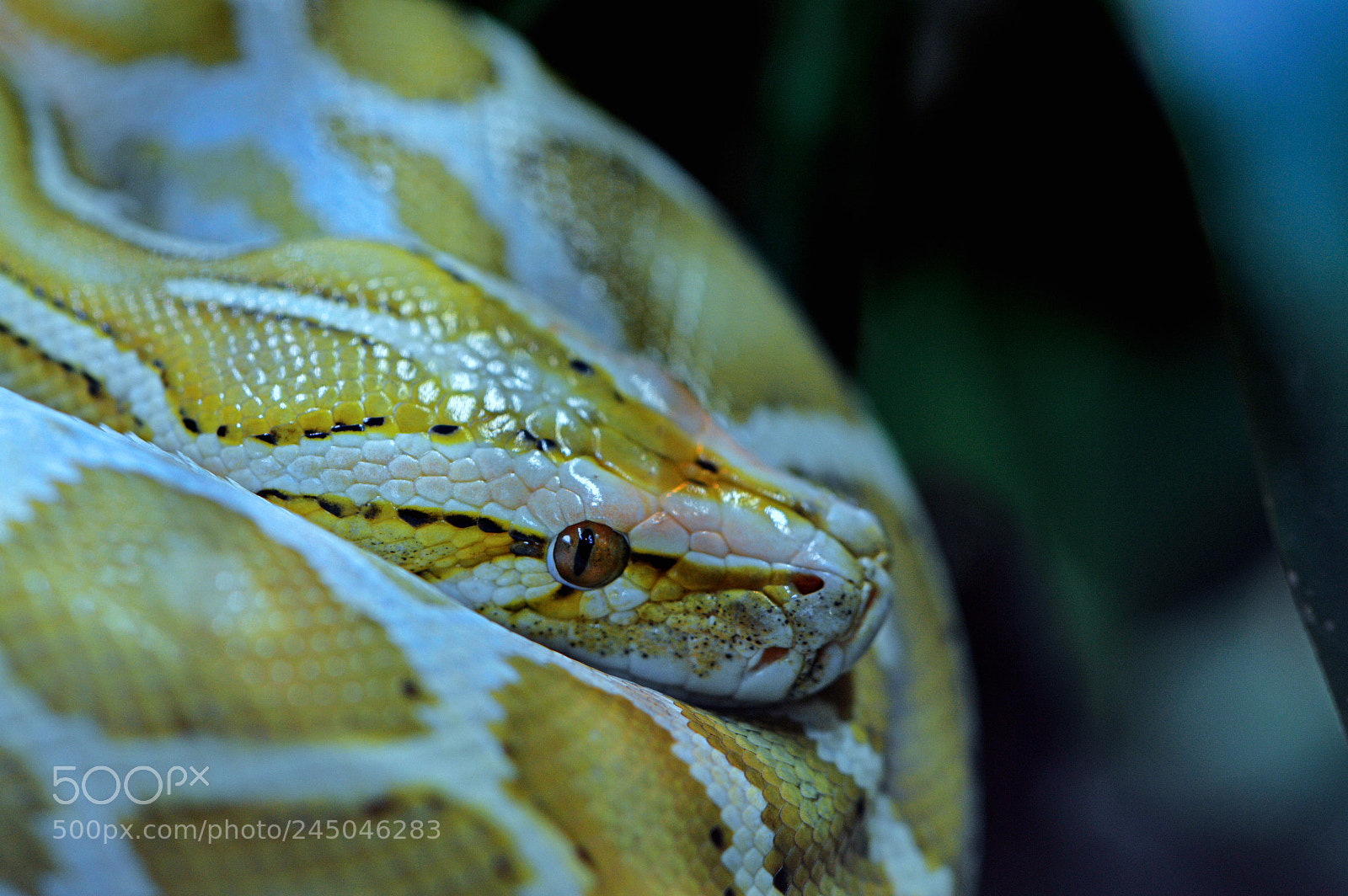 Nikon D3200 sample photo. Burmese python photography