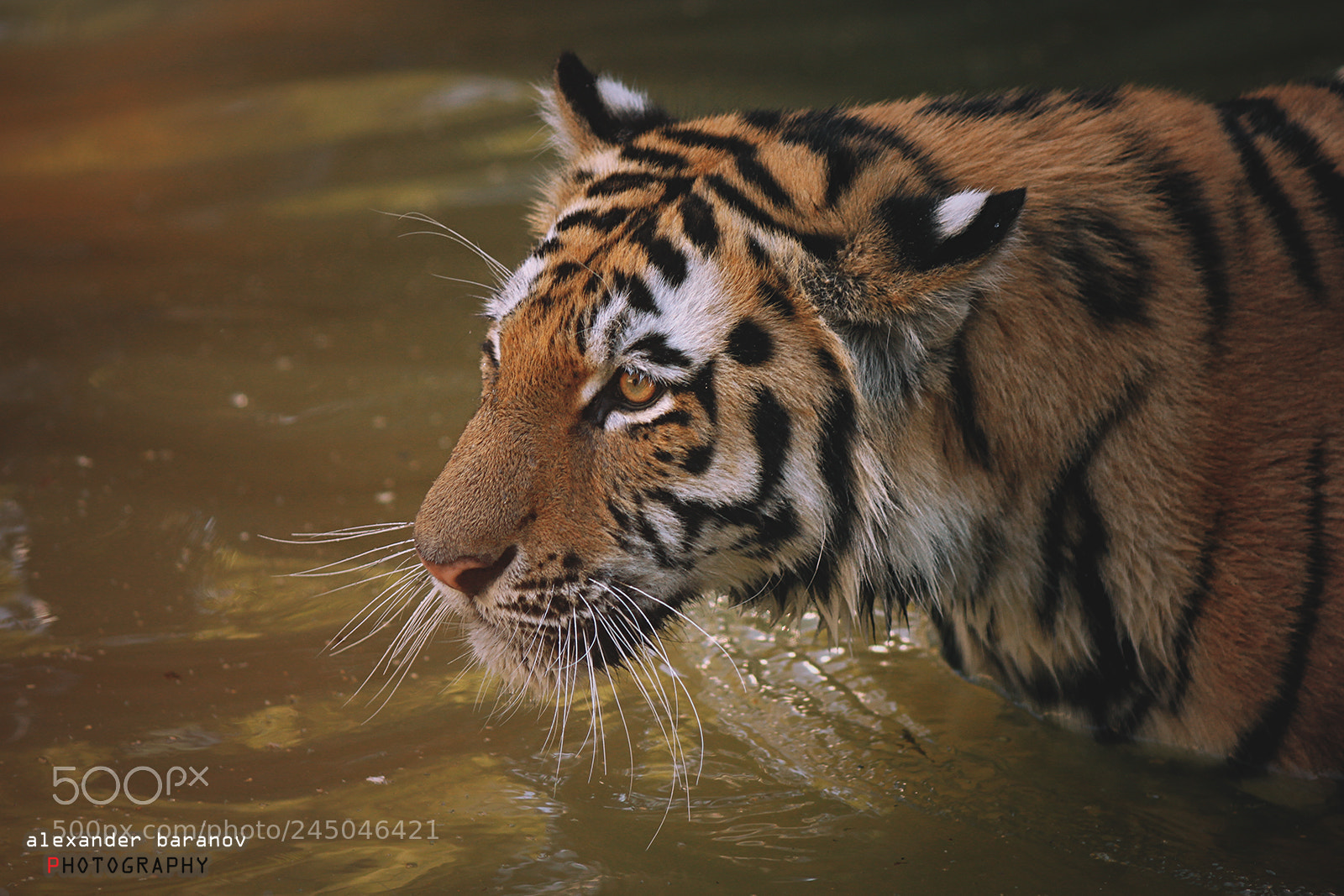 Canon EOS 60D sample photo. Tiger the king vi photography