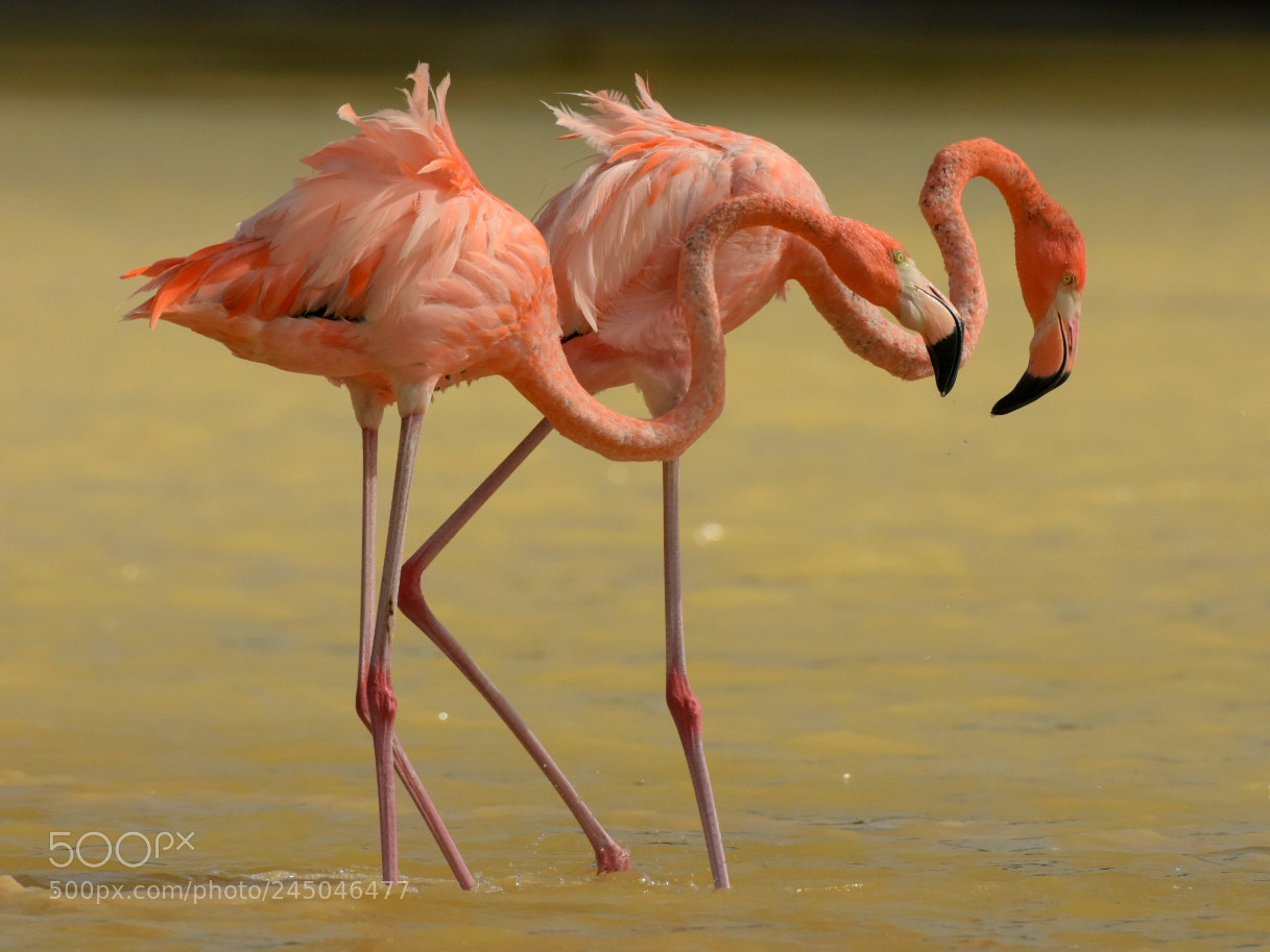 Nikon D7200 sample photo. Flamingos 4 - the stroll photography