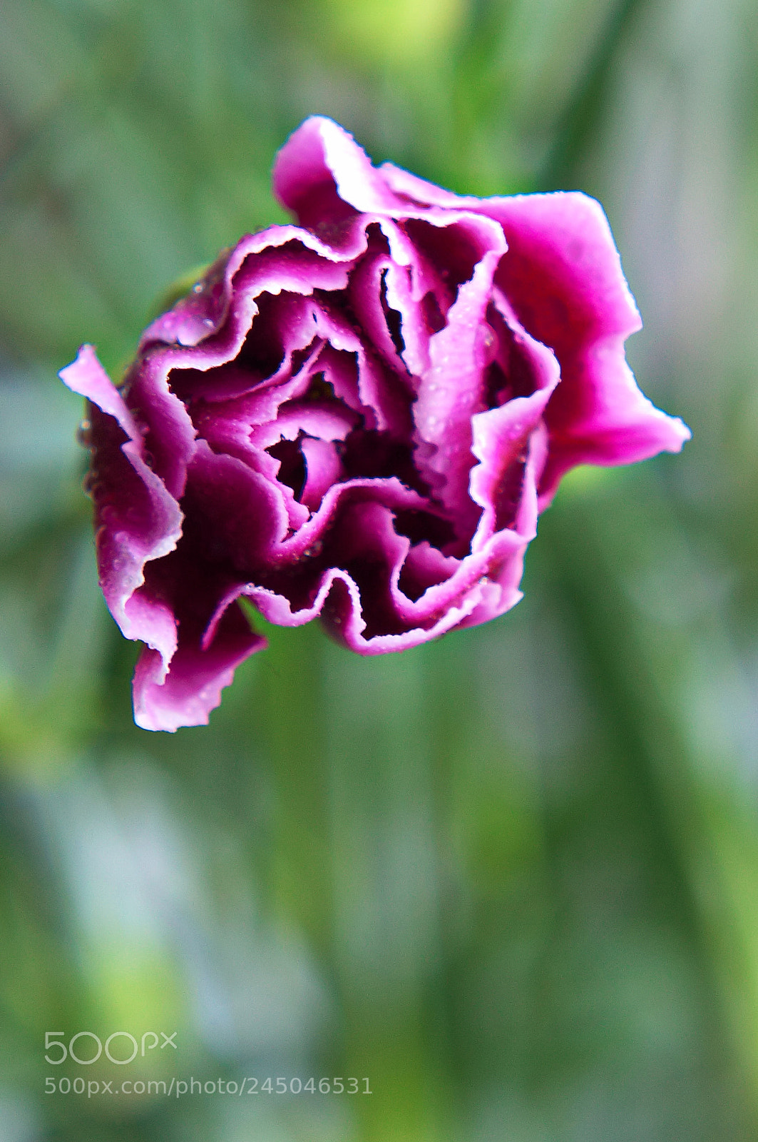 Nikon D3200 sample photo. Carnation photography