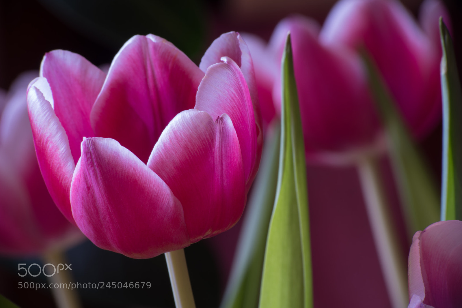 Pentax K-1 sample photo. Tulip photography