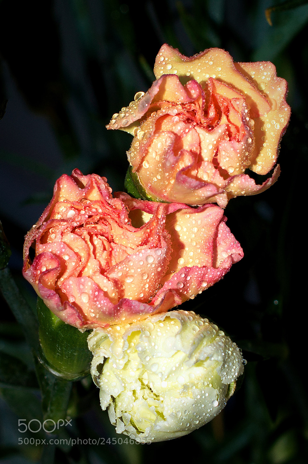 Nikon D3200 sample photo. 3 carnations photography
