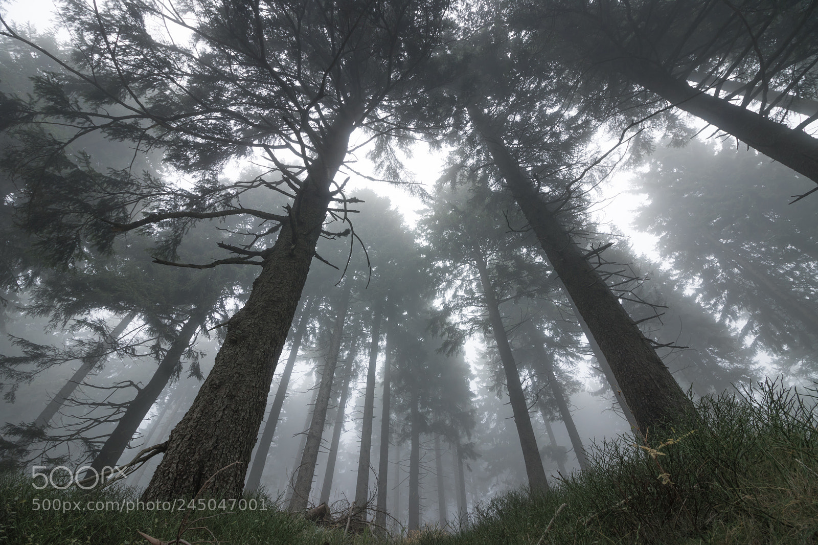 Canon EOS 760D (EOS Rebel T6s / EOS 8000D) sample photo. Misty forest photography