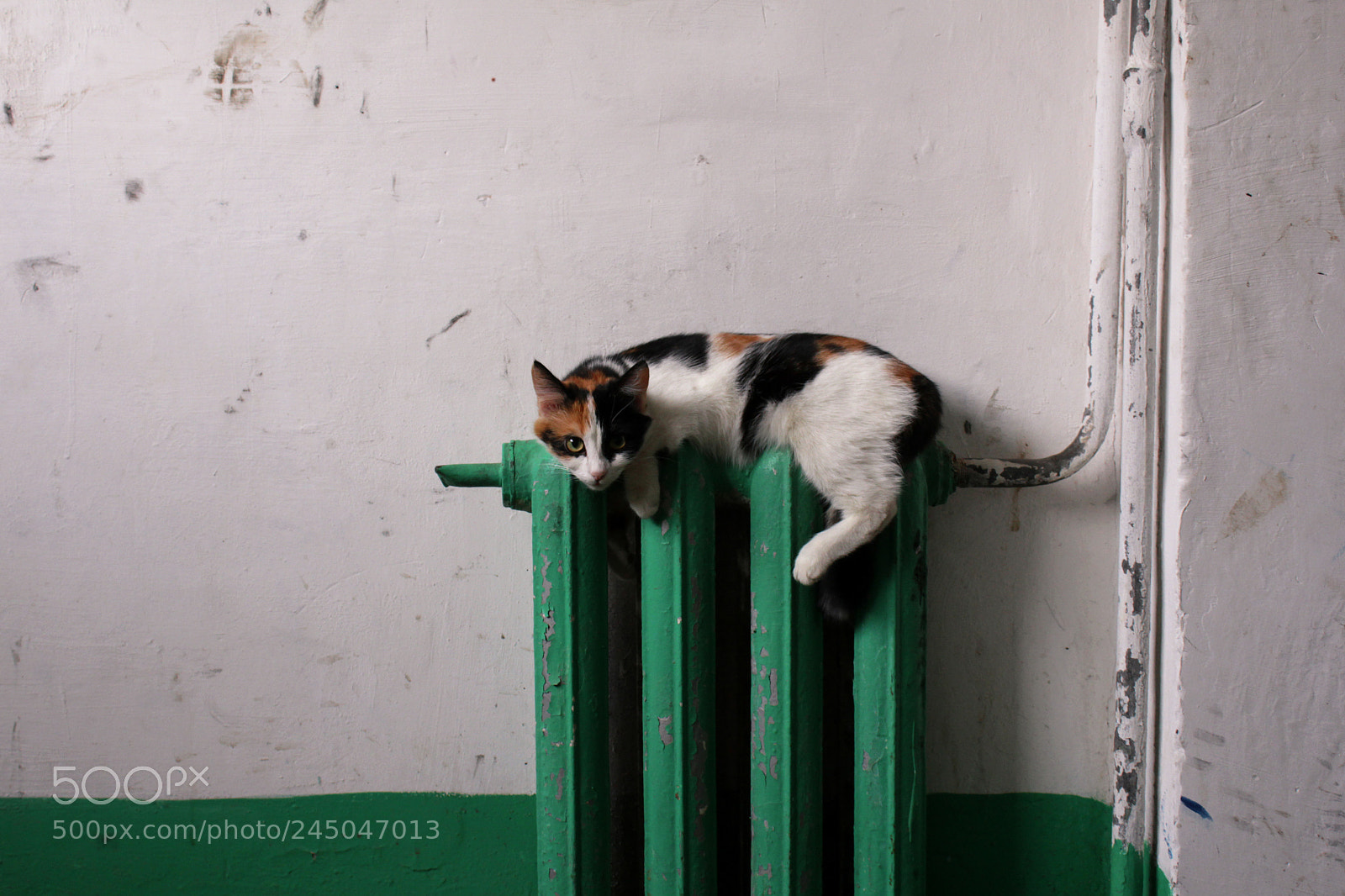 Canon EOS 60D sample photo. красивые кошки в некрасивых подъездах photography