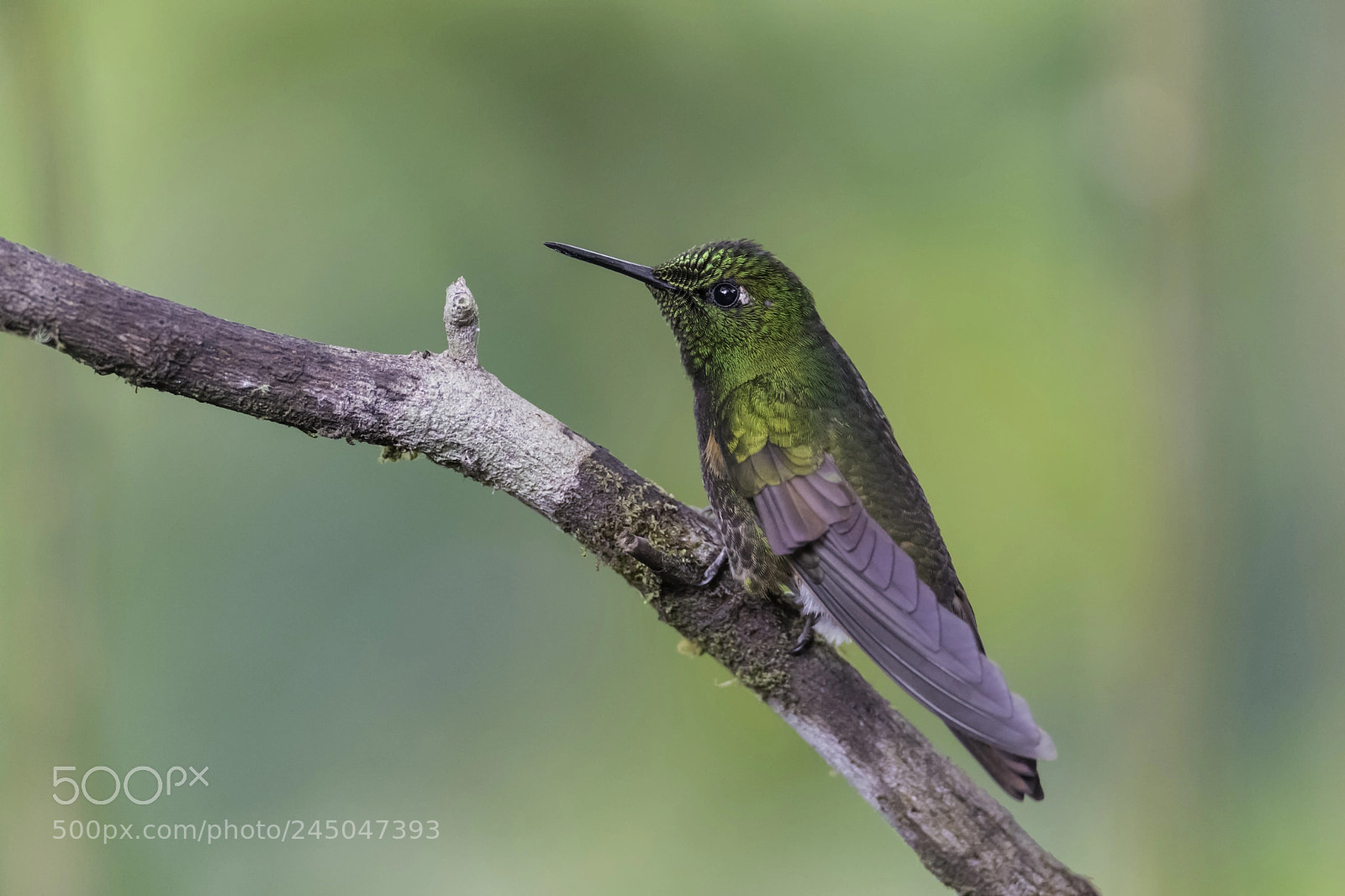 Nikon D850 sample photo. Buff tailed coronet photography