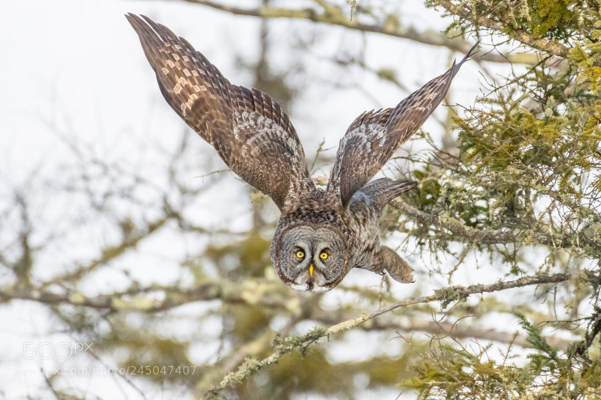 Nikon D500 sample photo. Great gray owl photography