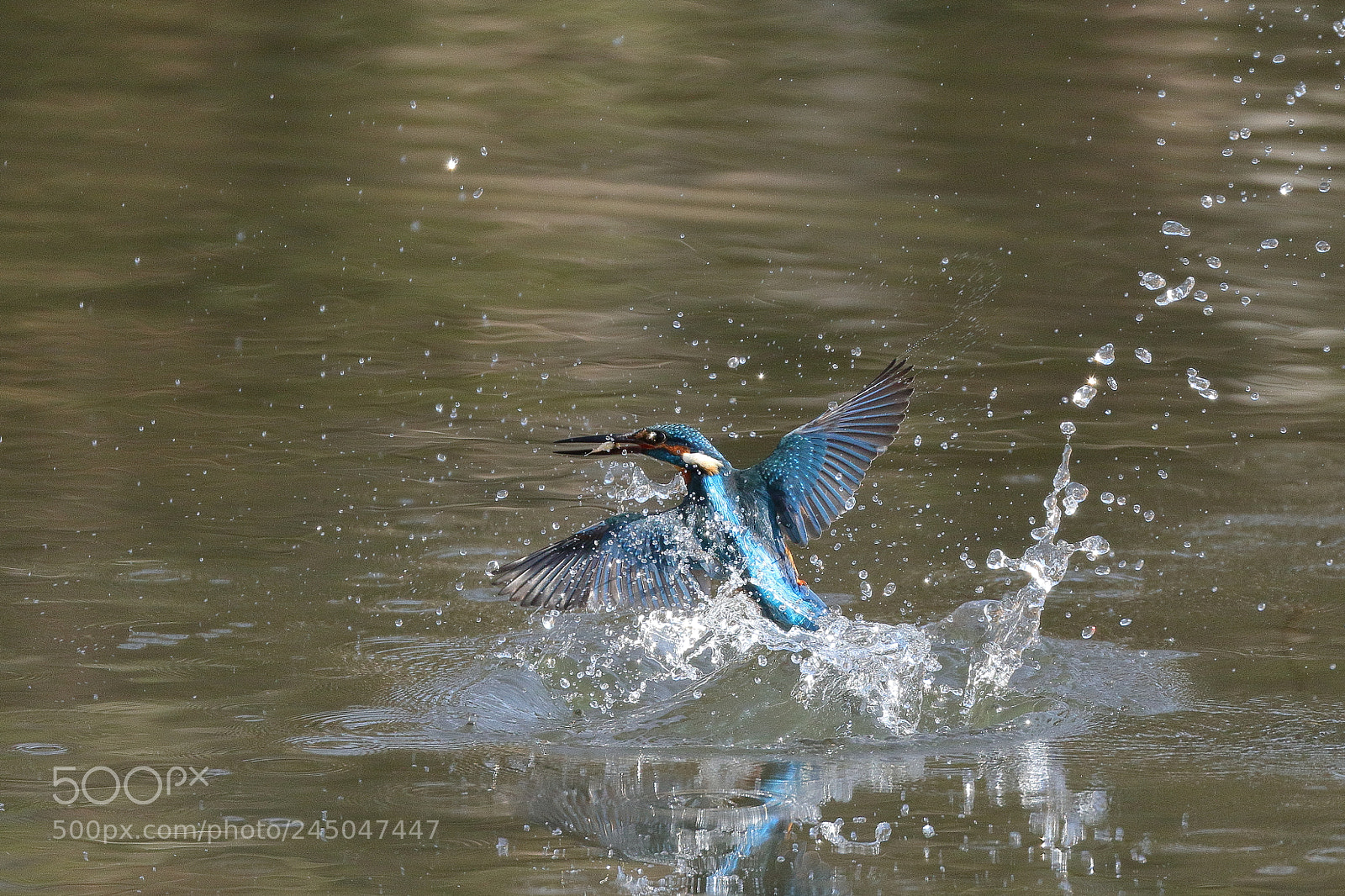 Canon EOS 7D Mark II sample photo. Kingfisher 2939 photography