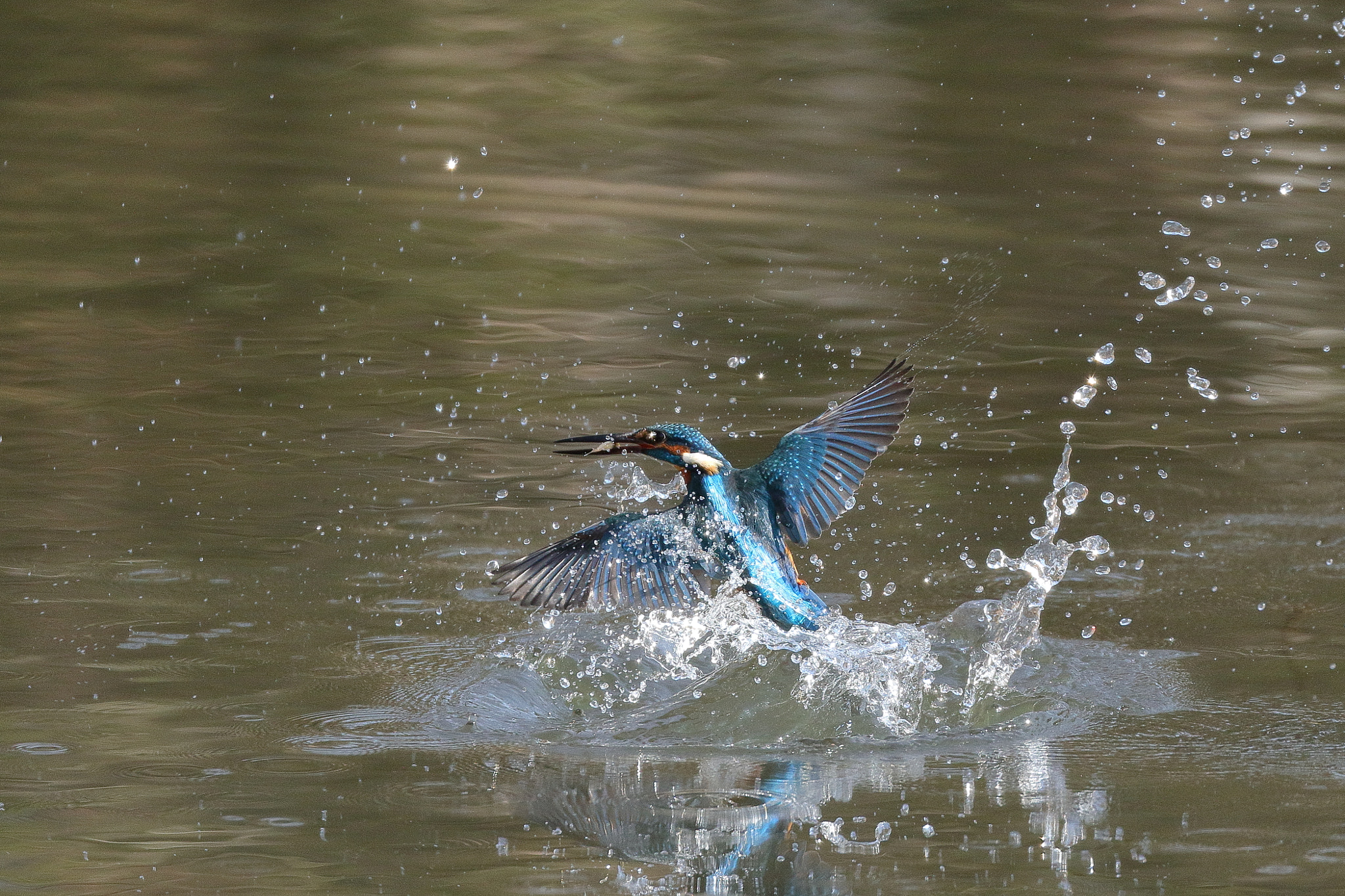 kingfisher 7I2A 2939