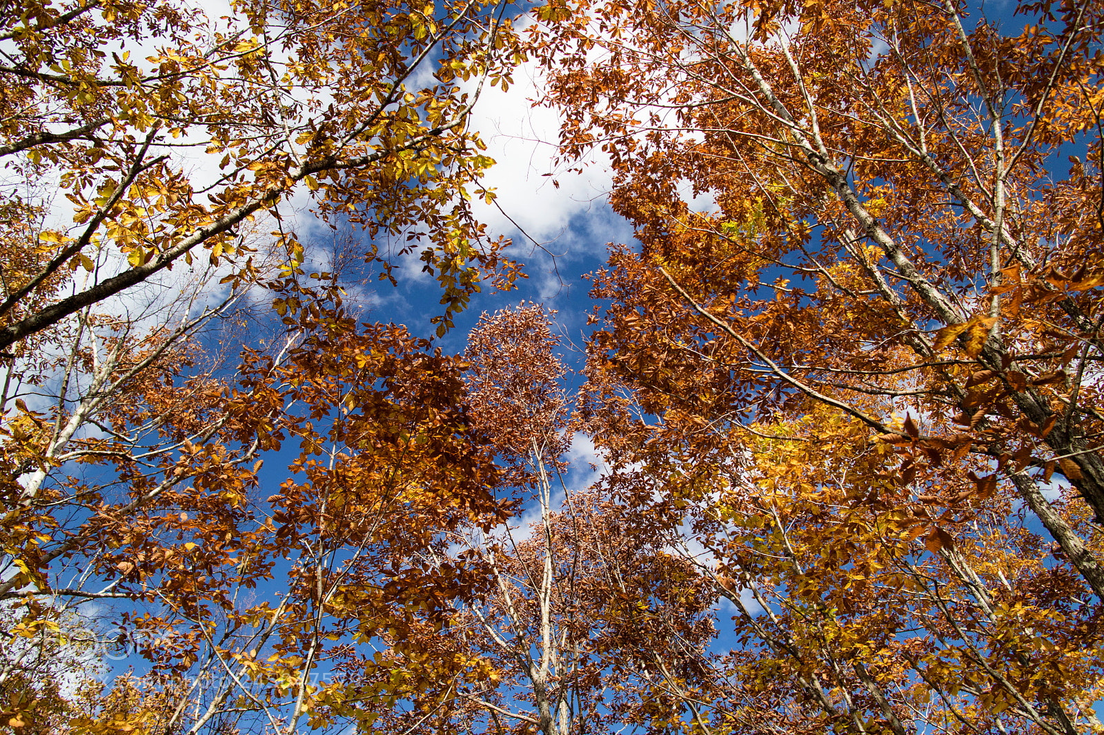 Canon EOS M3 sample photo. Autumn photography