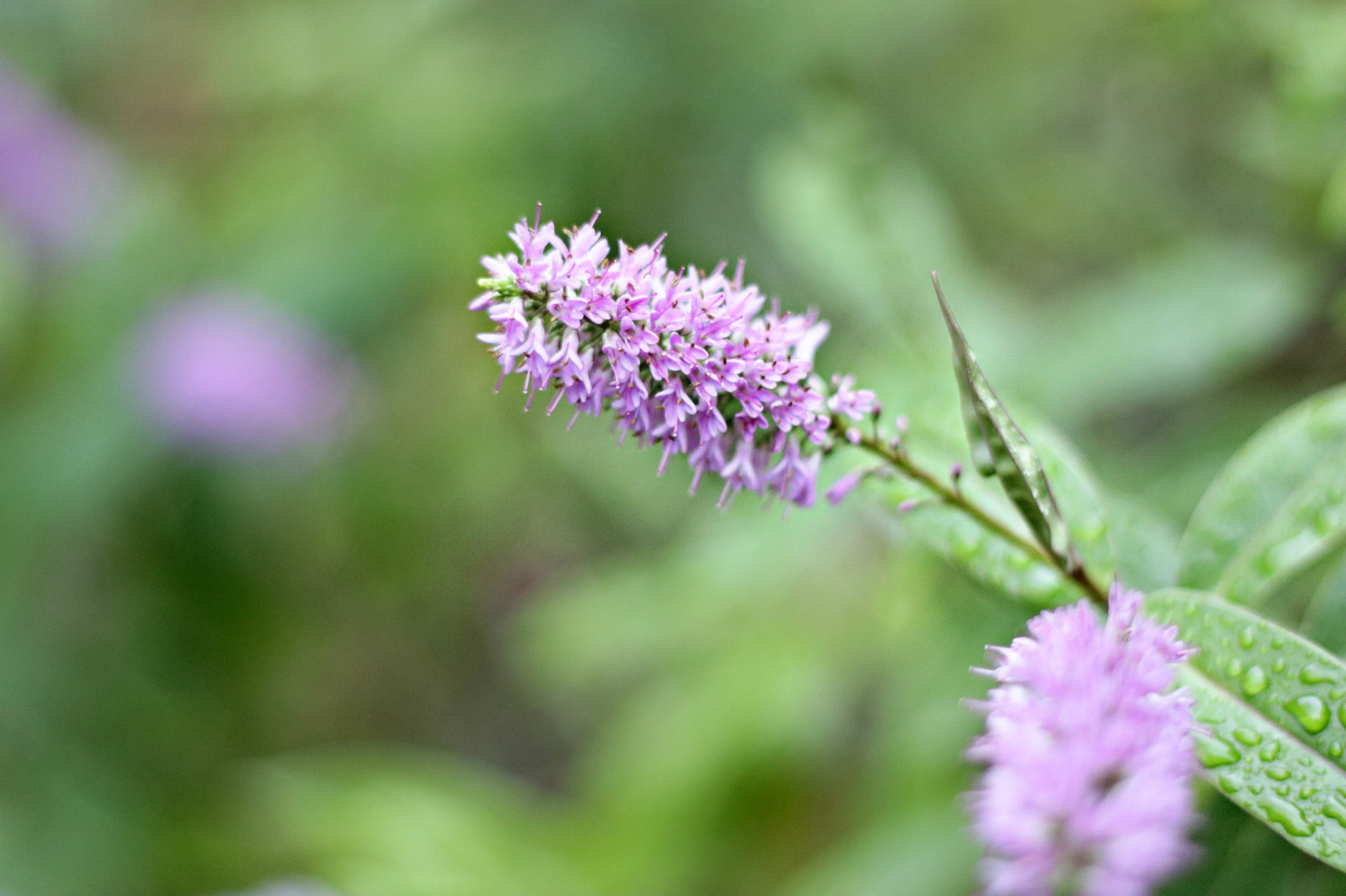 Canon EOS 750D (EOS Rebel T6i / EOS Kiss X8i) + Canon EF 50mm F1.8 II sample photo. Purple photography