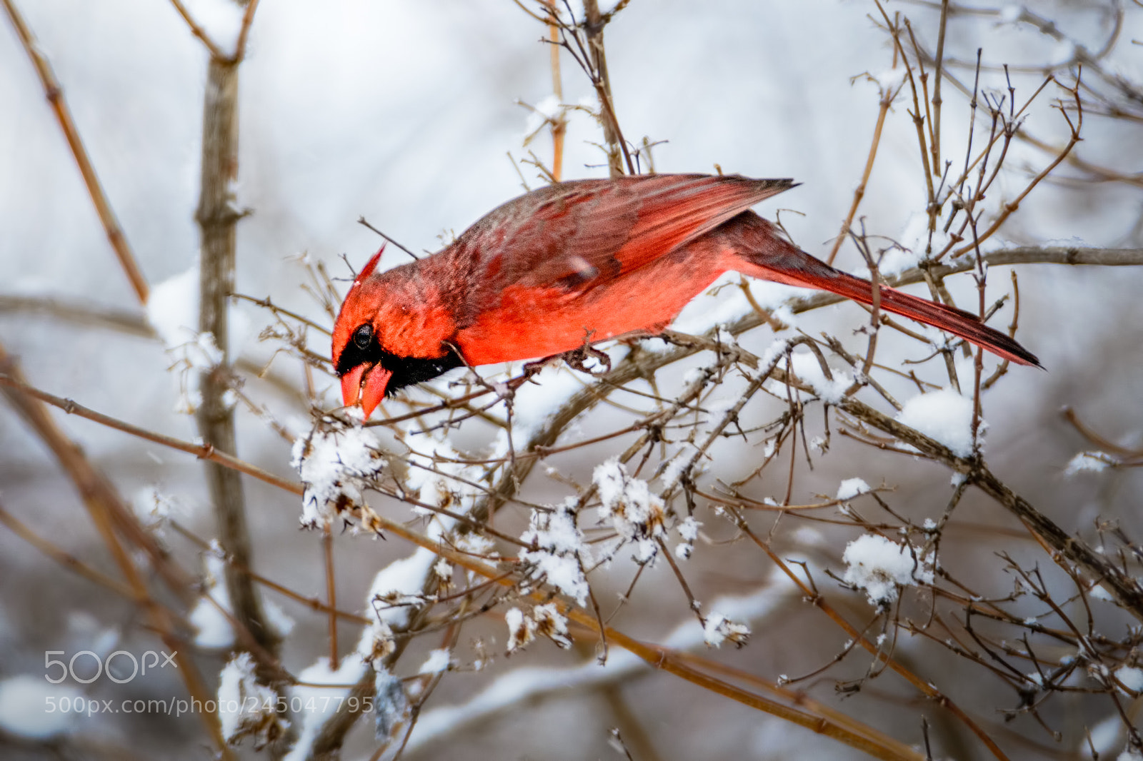 Nikon D7100 sample photo. Cardinal #2 photography