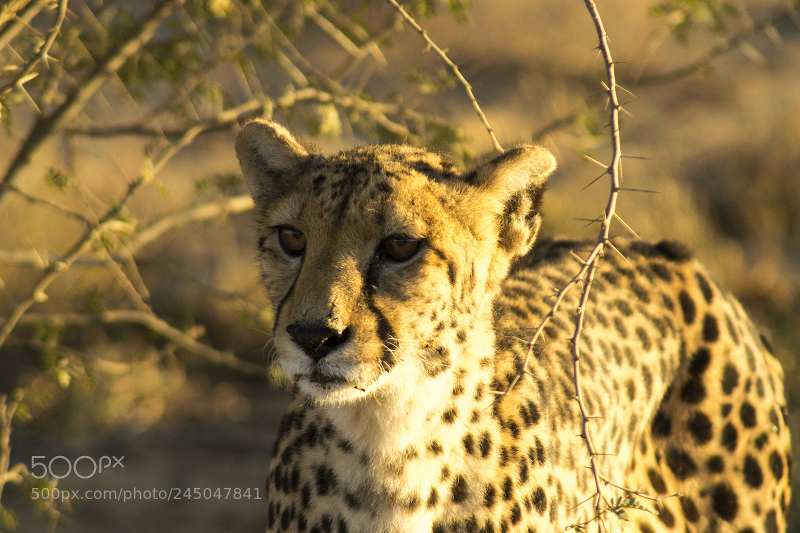 Nikon D3100 sample photo. Cheetah - south africa photography