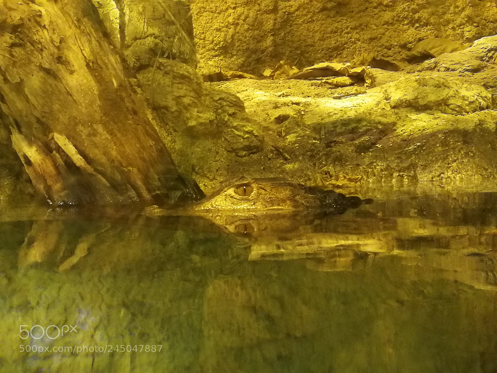 HUAWEI Mate 9 sample photo. Crocodile eye photography