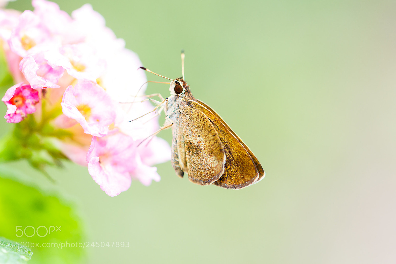 Canon EOS 650D (EOS Rebel T4i / EOS Kiss X6i) sample photo. Grass skipper photography