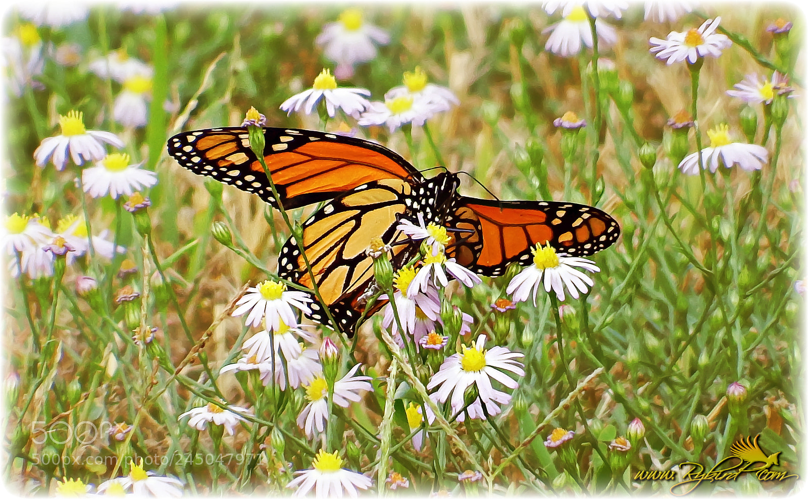Fujifilm FinePix S1 sample photo. Monarch among the wildflowers photography
