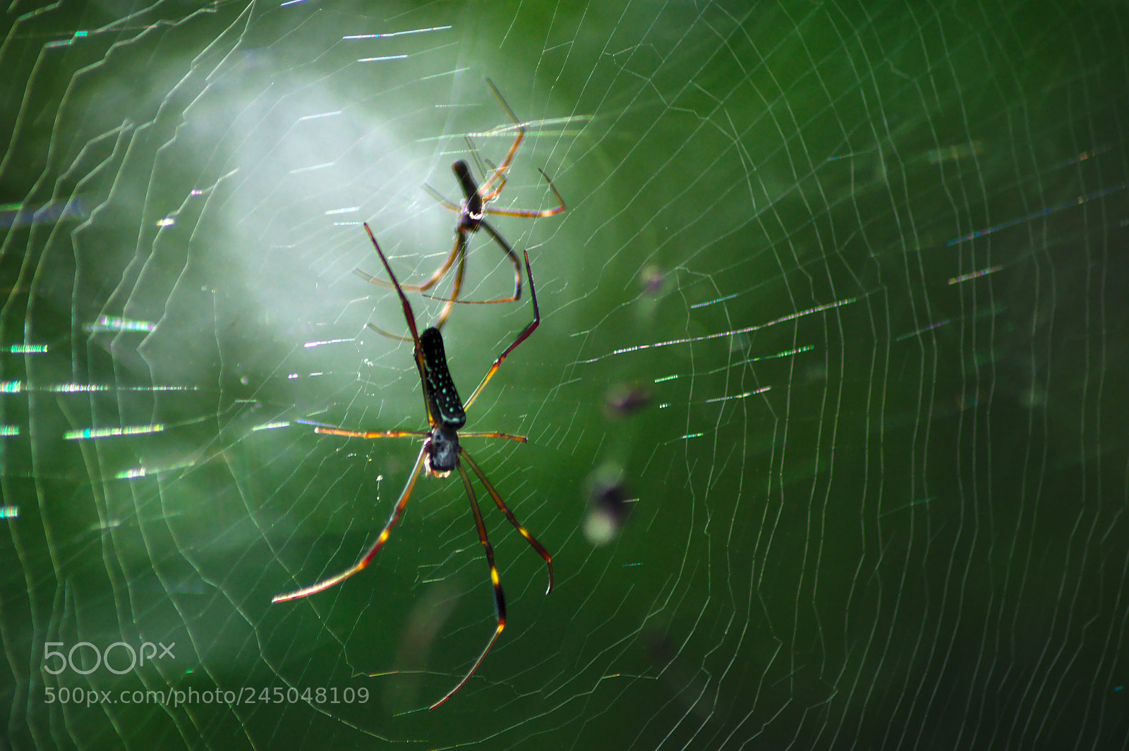 Nikon D90 sample photo. Nephila clavipes web photography