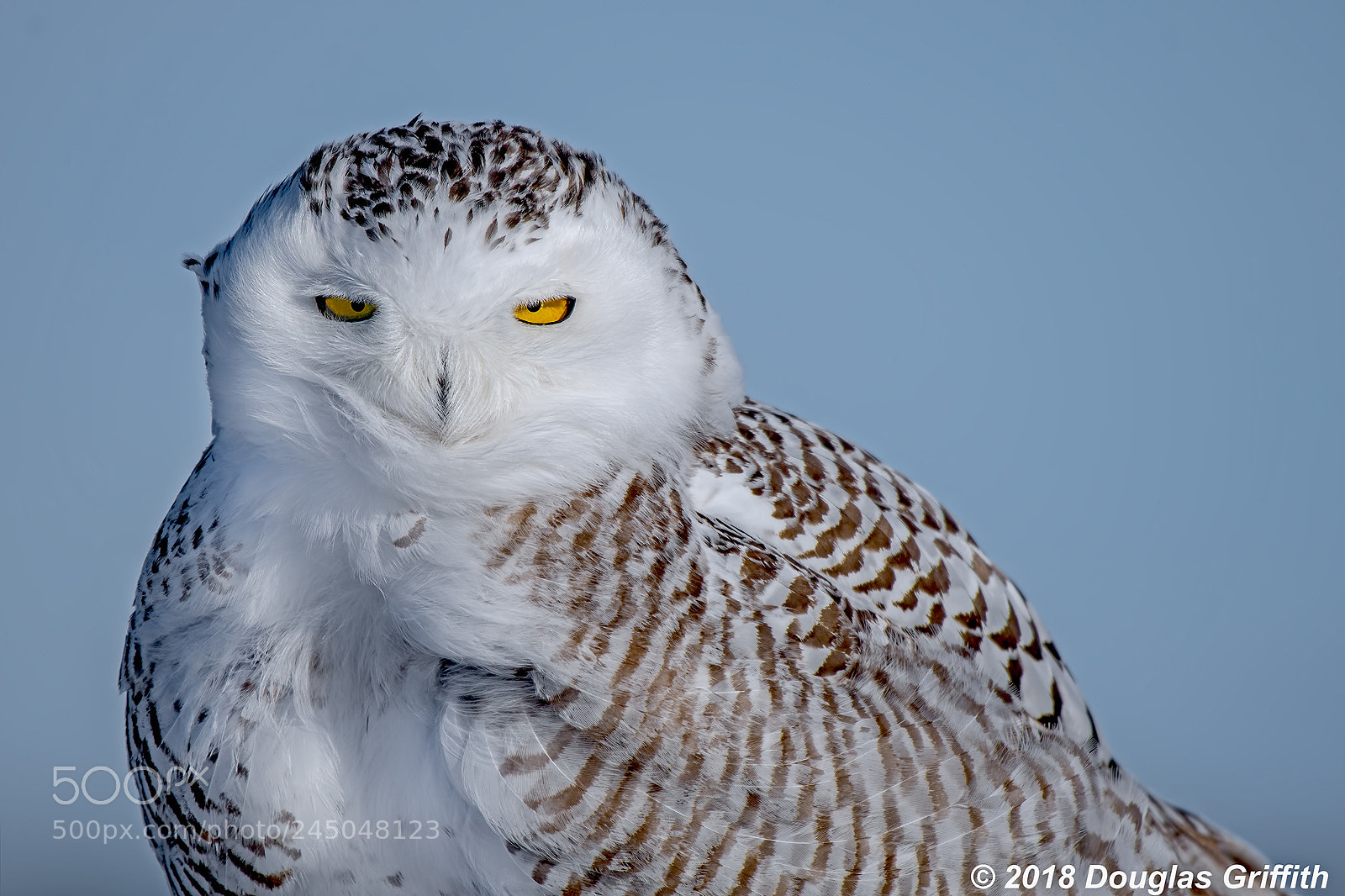 Nikon D500 sample photo. Portrait female snowy owl photography