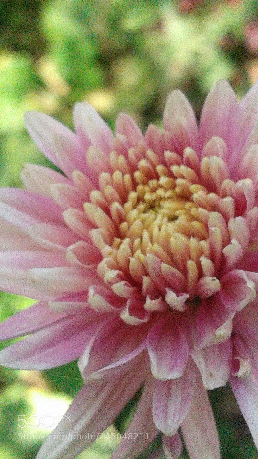 Samsung Galaxy J2 sample photo. Nature photography