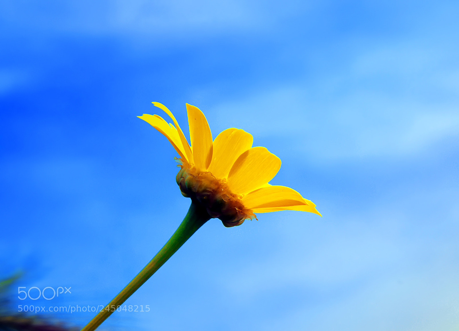 Nikon D300 sample photo. Flowers photography