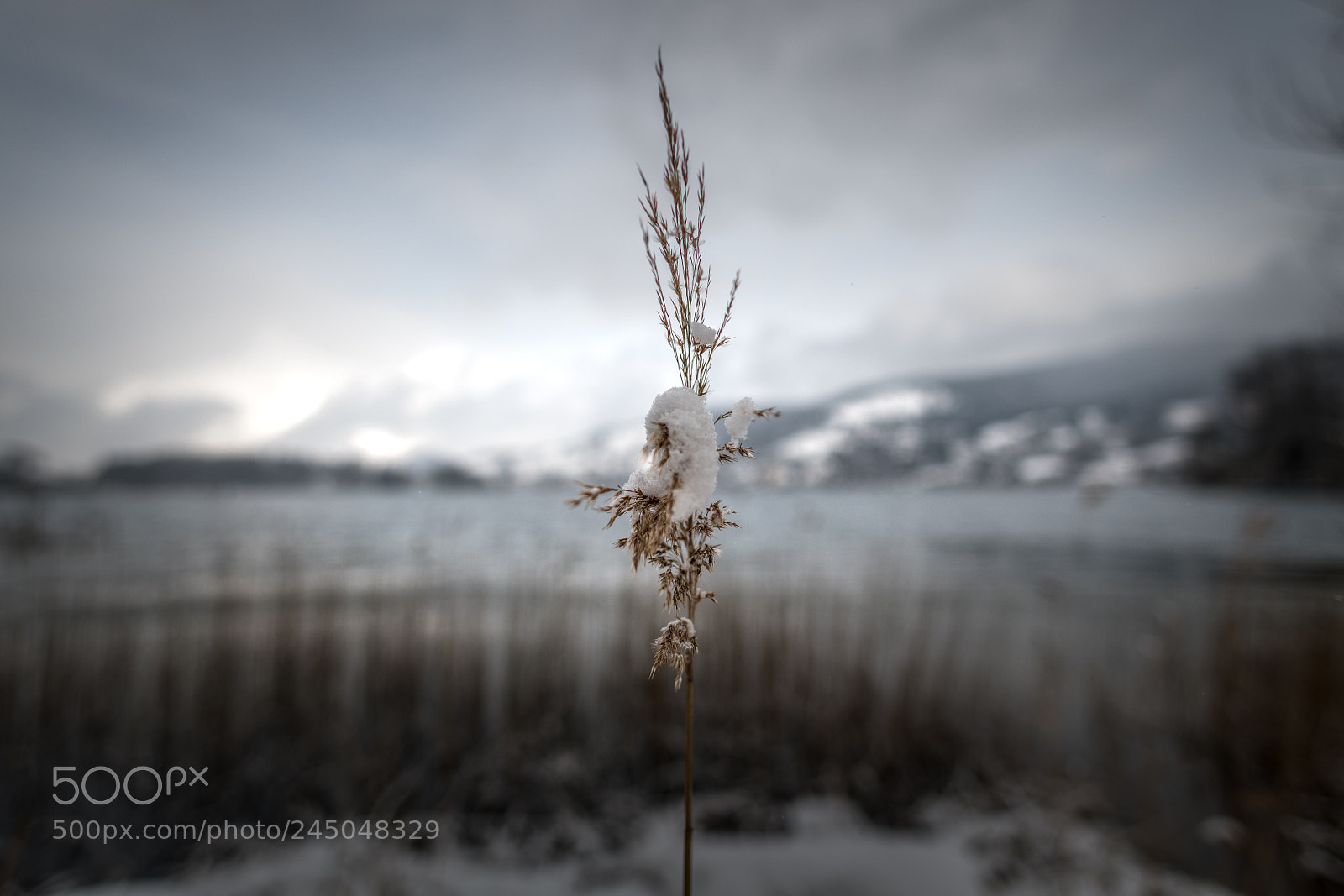 Nikon D850 sample photo. Schliersee selected photography