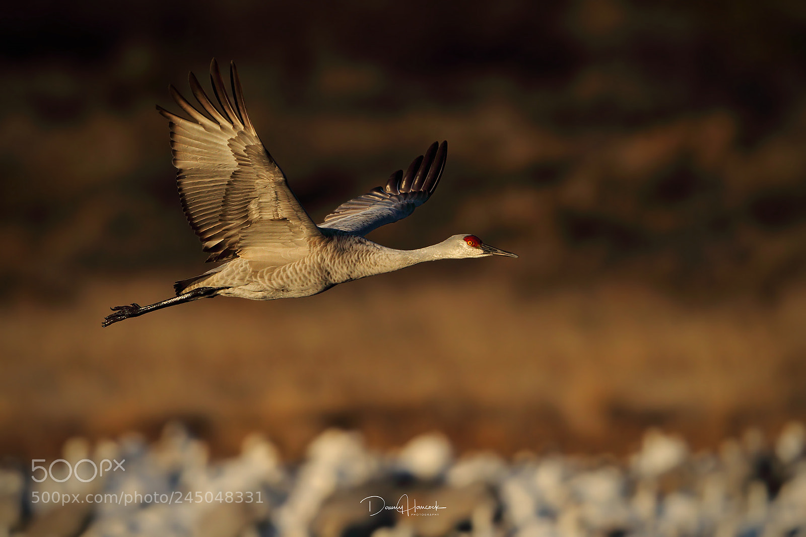 Canon EOS-1D X Mark II sample photo. Flying crane photography