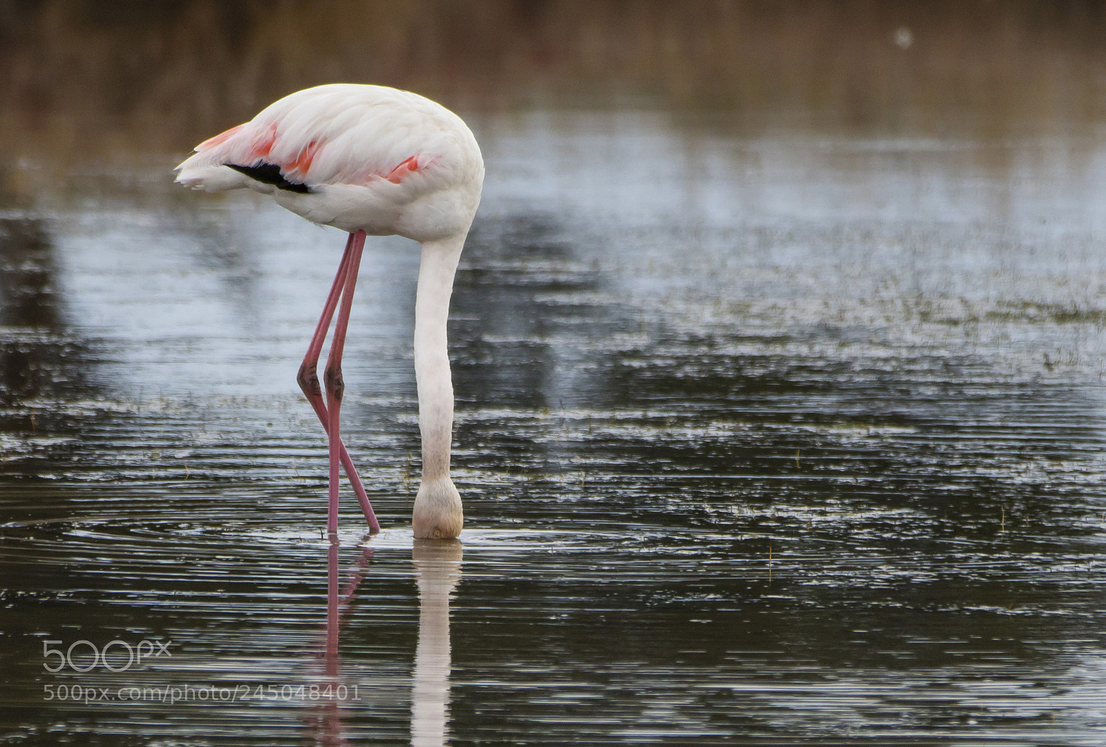 Canon EOS 7D Mark II sample photo. Pink flamingo photography