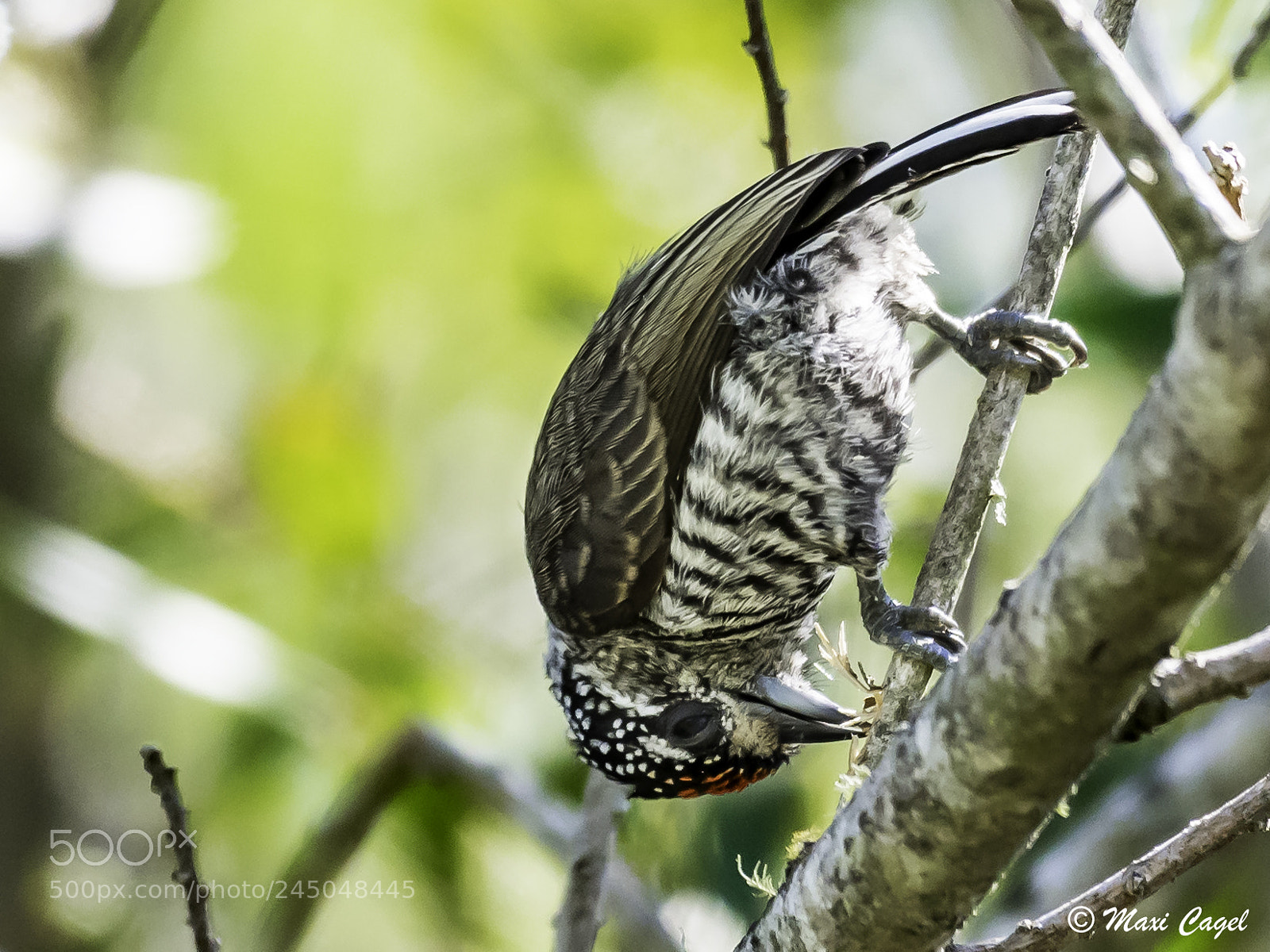 Nikon D500 sample photo. Peck peck peck photography