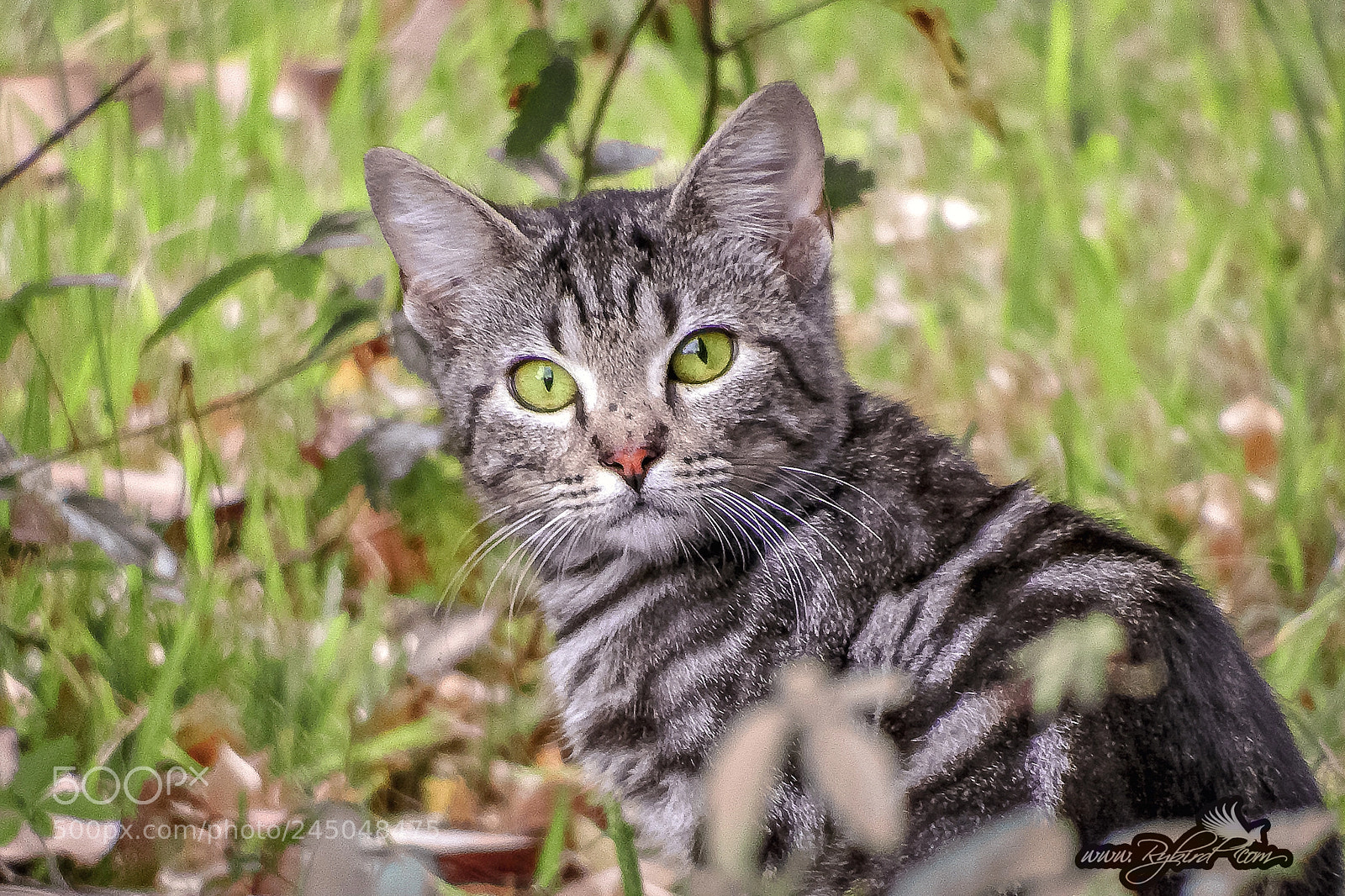 Fujifilm FinePix S1 sample photo. Roaming striper photography