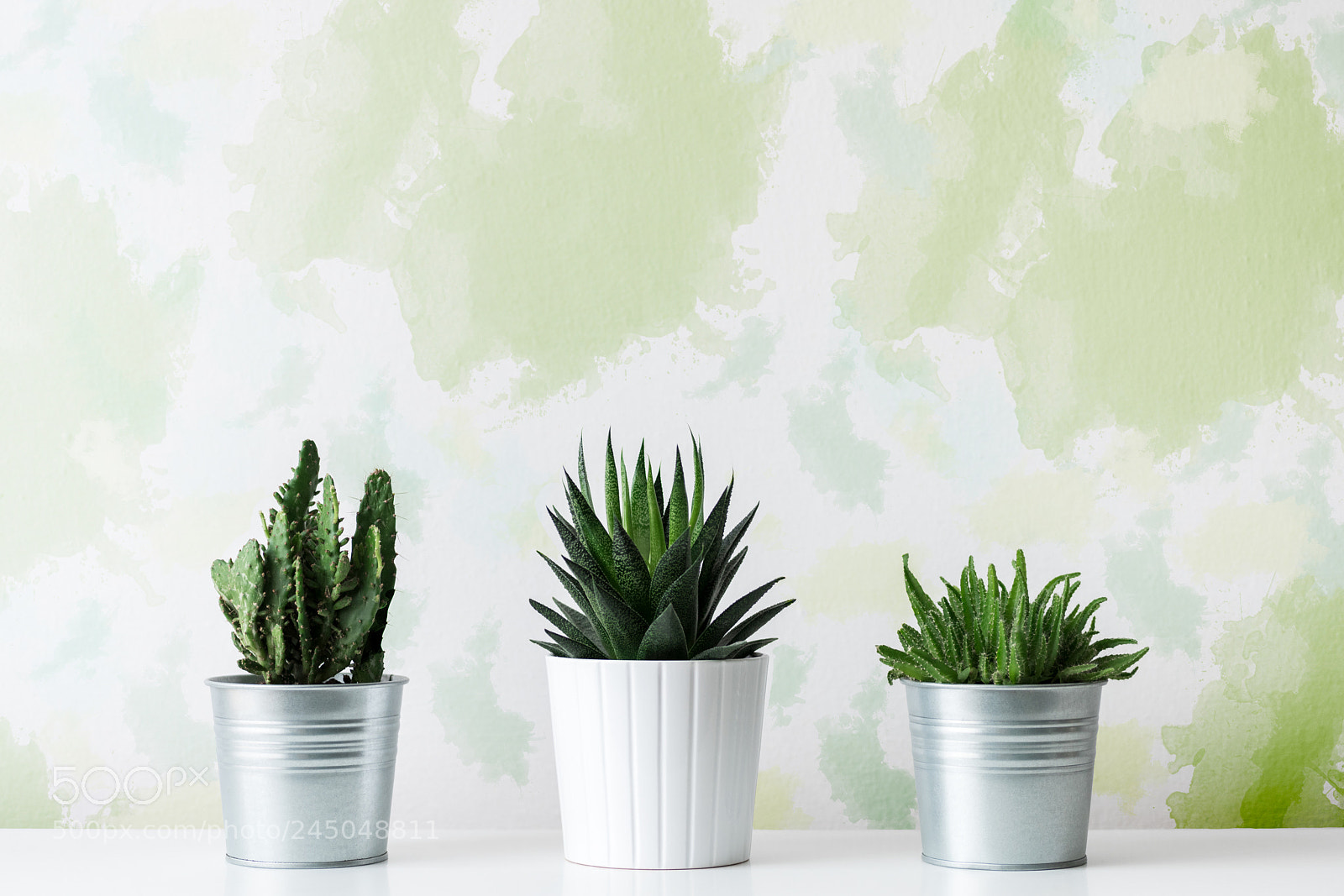 Nikon D810 sample photo. Collection of various cactus photography