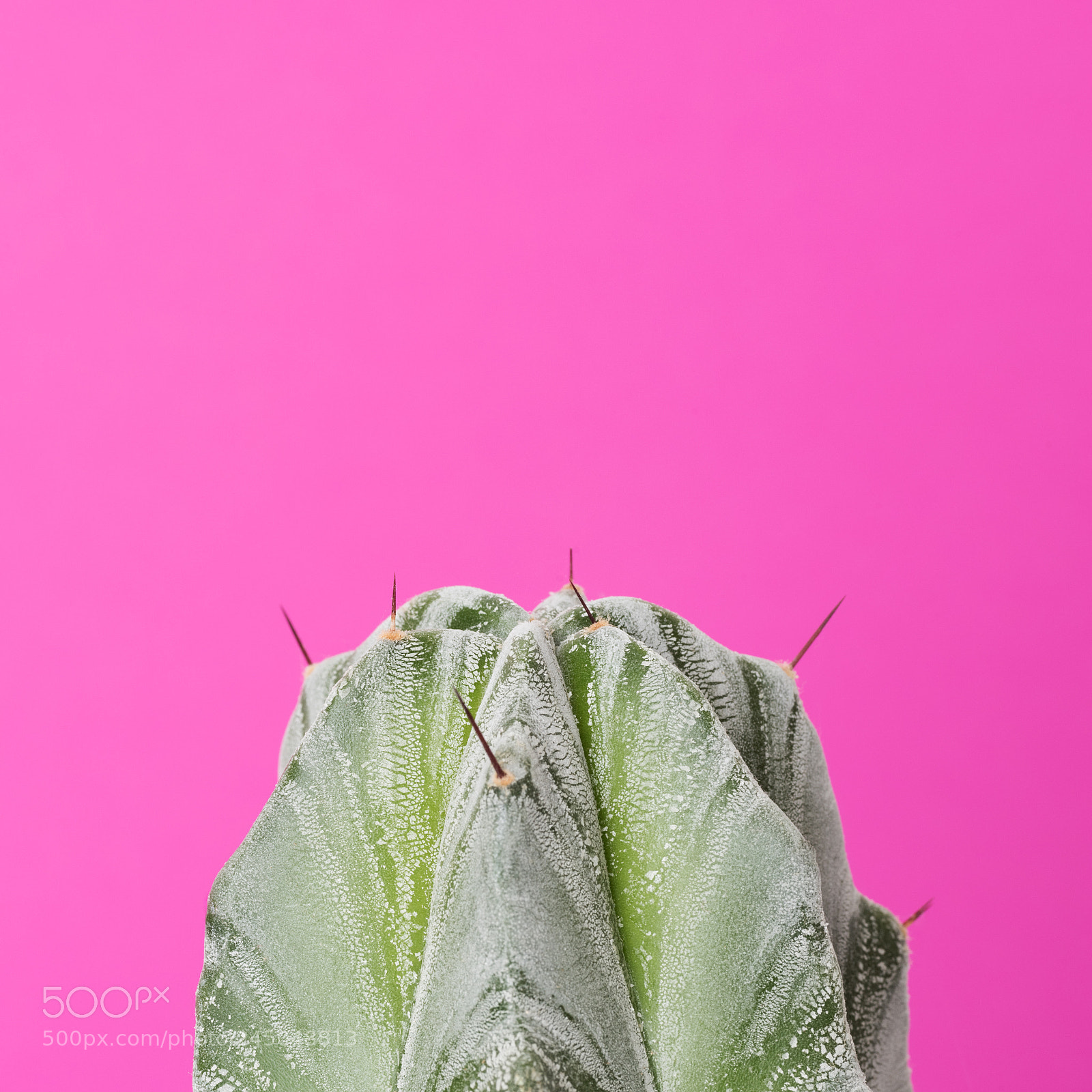 Nikon D810 sample photo. Cactus plant close up photography
