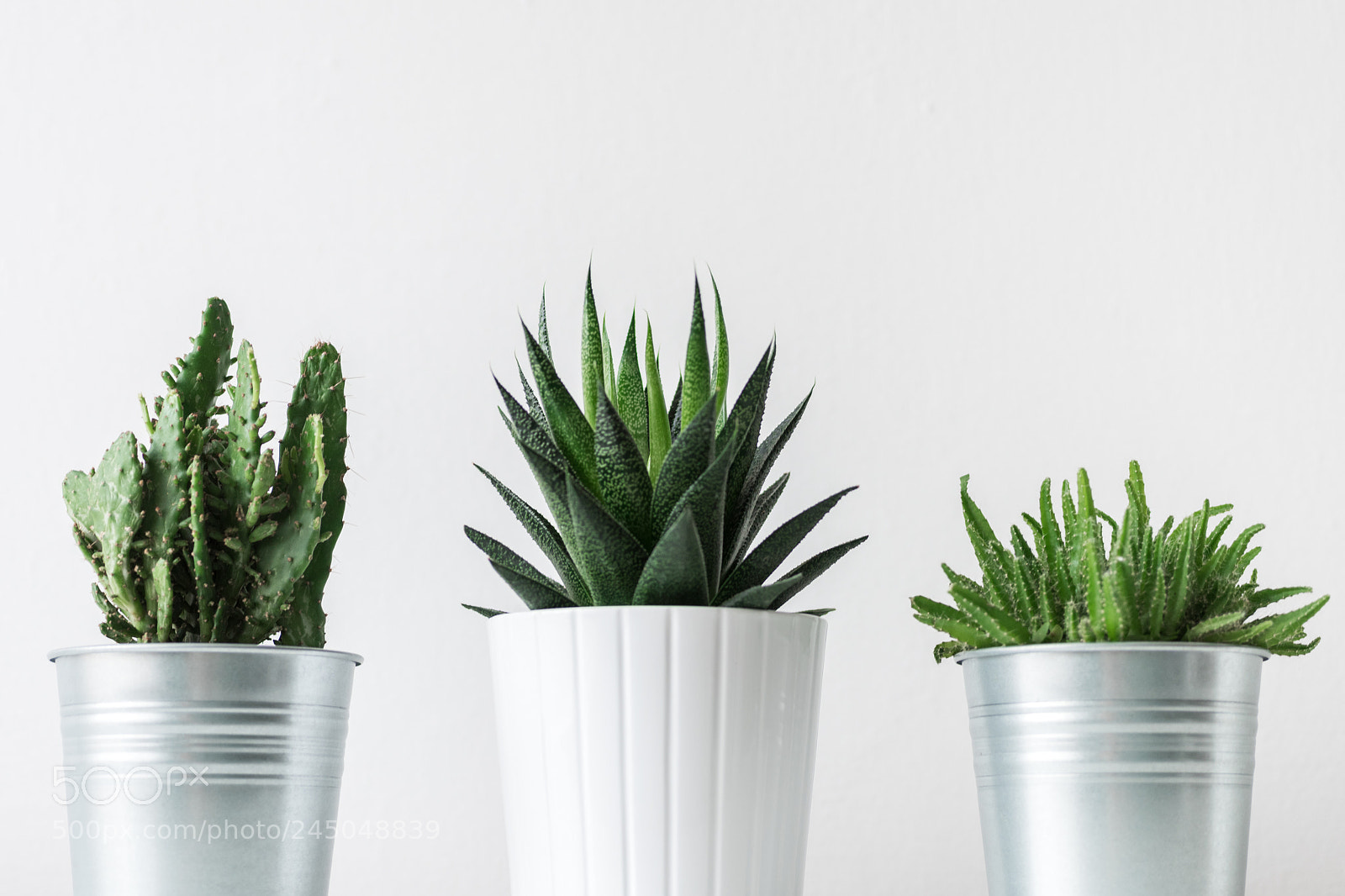 Nikon D810 sample photo. Collection of various cactus photography
