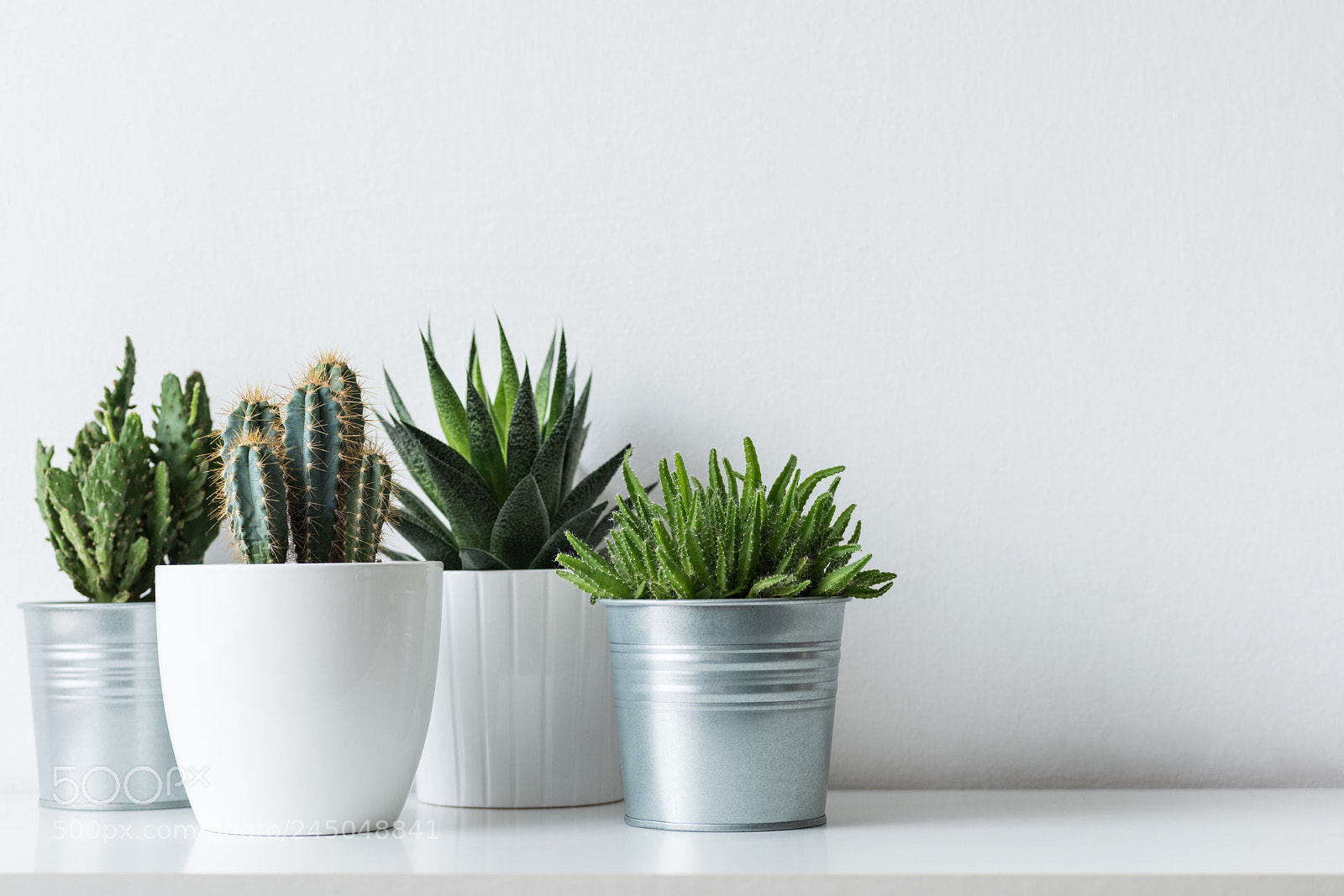 Nikon D810 sample photo. Collection of various cactus photography