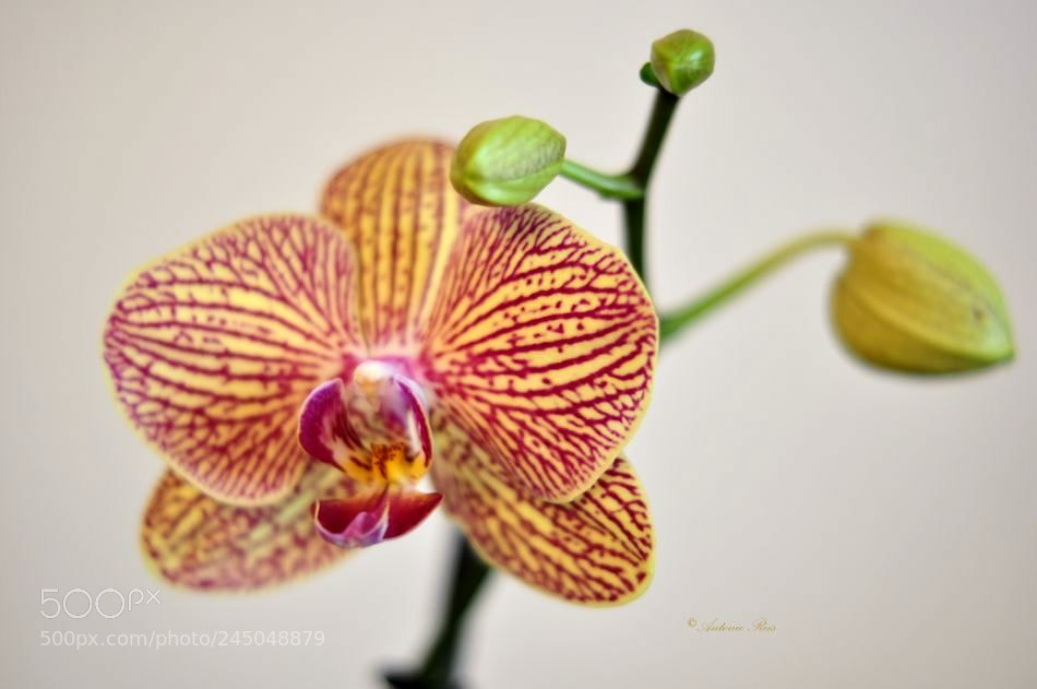 Nikon D90 sample photo. Orquidea photography