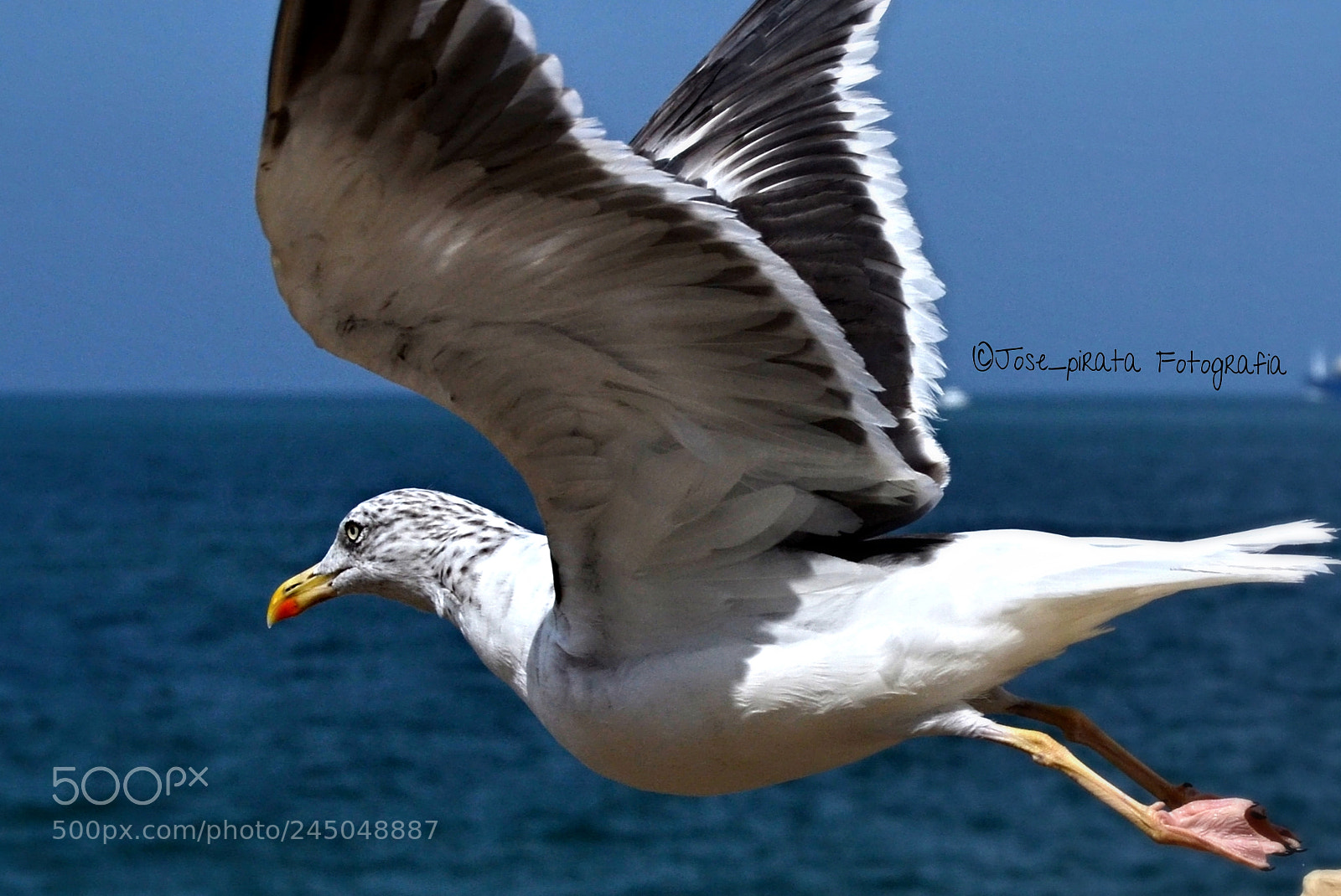 Nikon D3100 sample photo. Gaviota photography