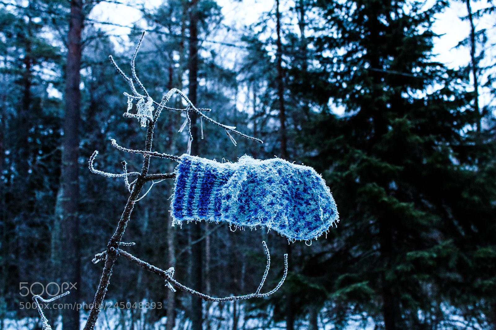 Canon EOS 1300D (EOS Rebel T6 / EOS Kiss X80) sample photo. Winter silence photography