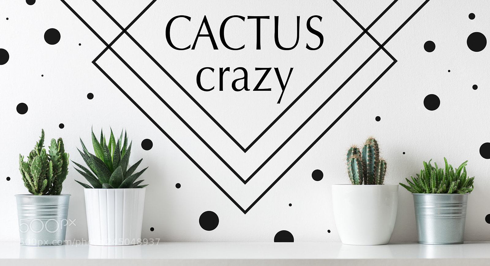 Nikon D810 sample photo. Collection of various cactus photography